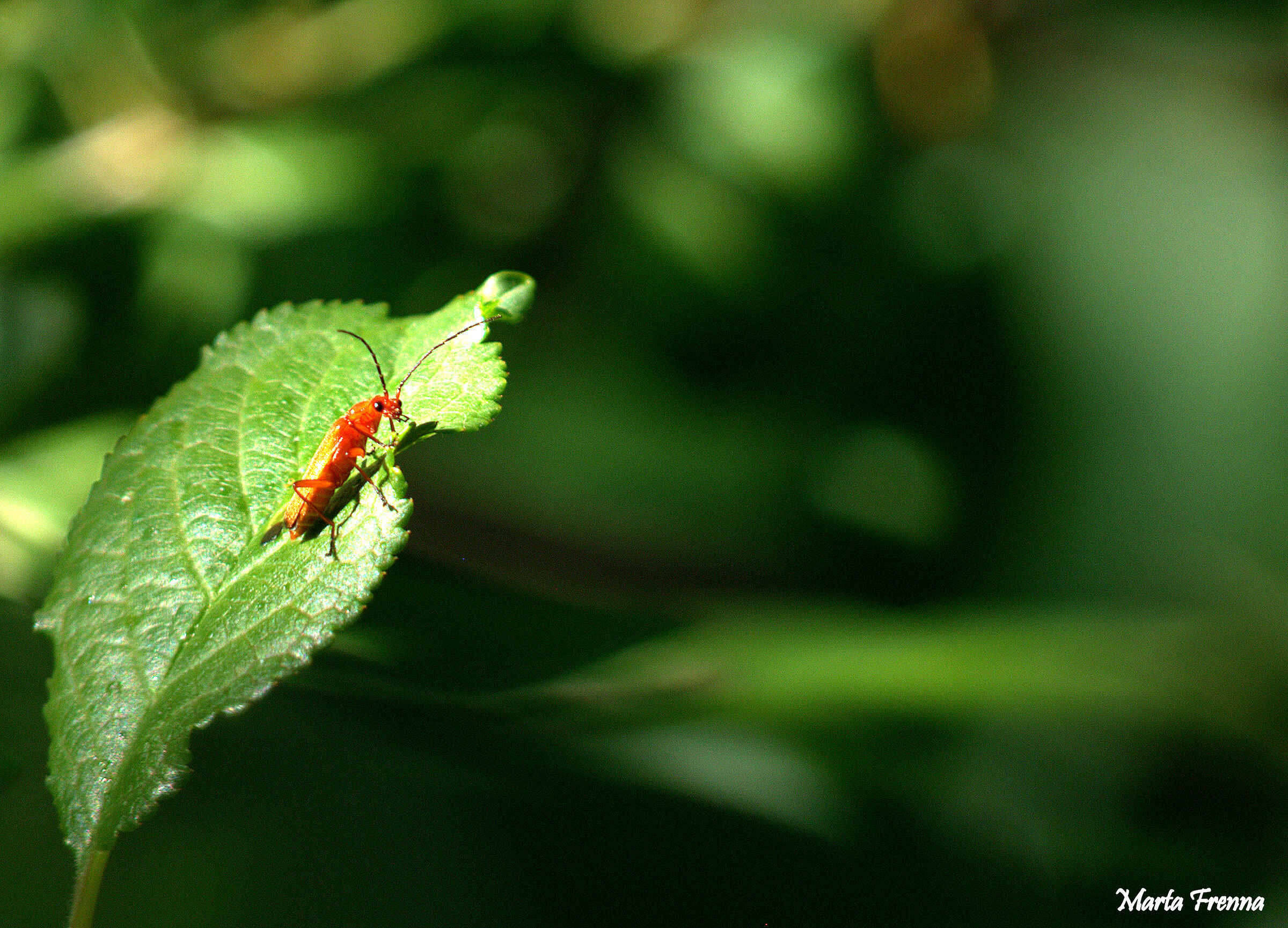 Red beetle