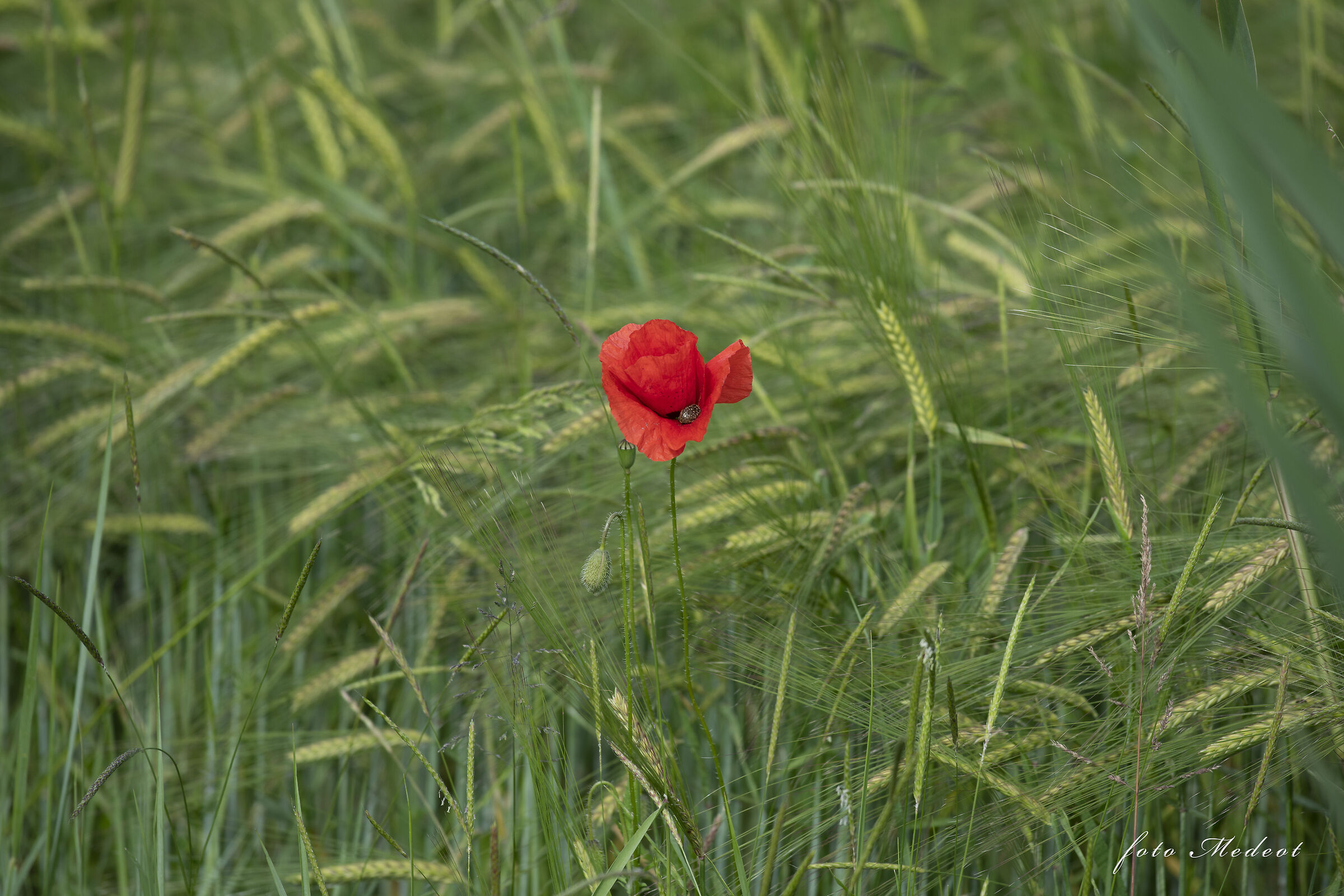 Papavero nel campo di grano
