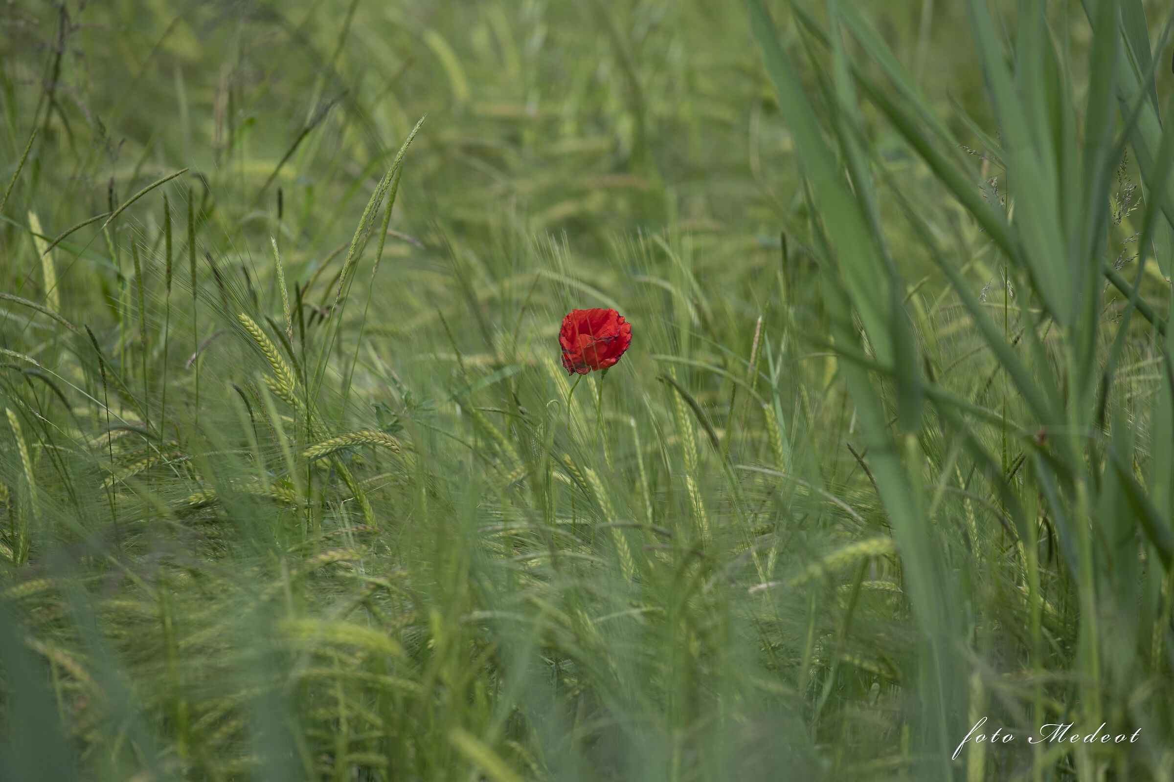 Papavero nel campo di grano