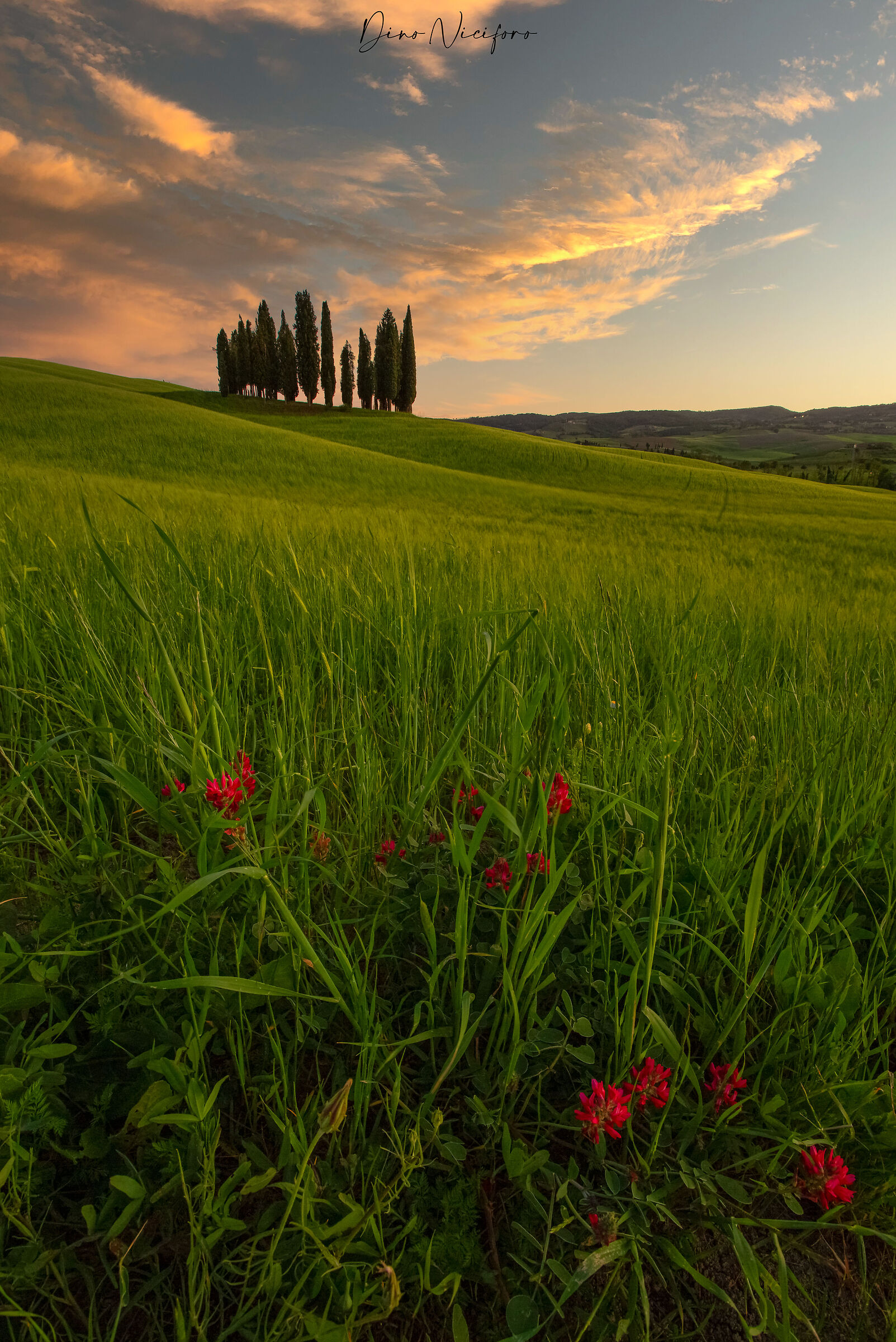 Cypress trees of San Quirico