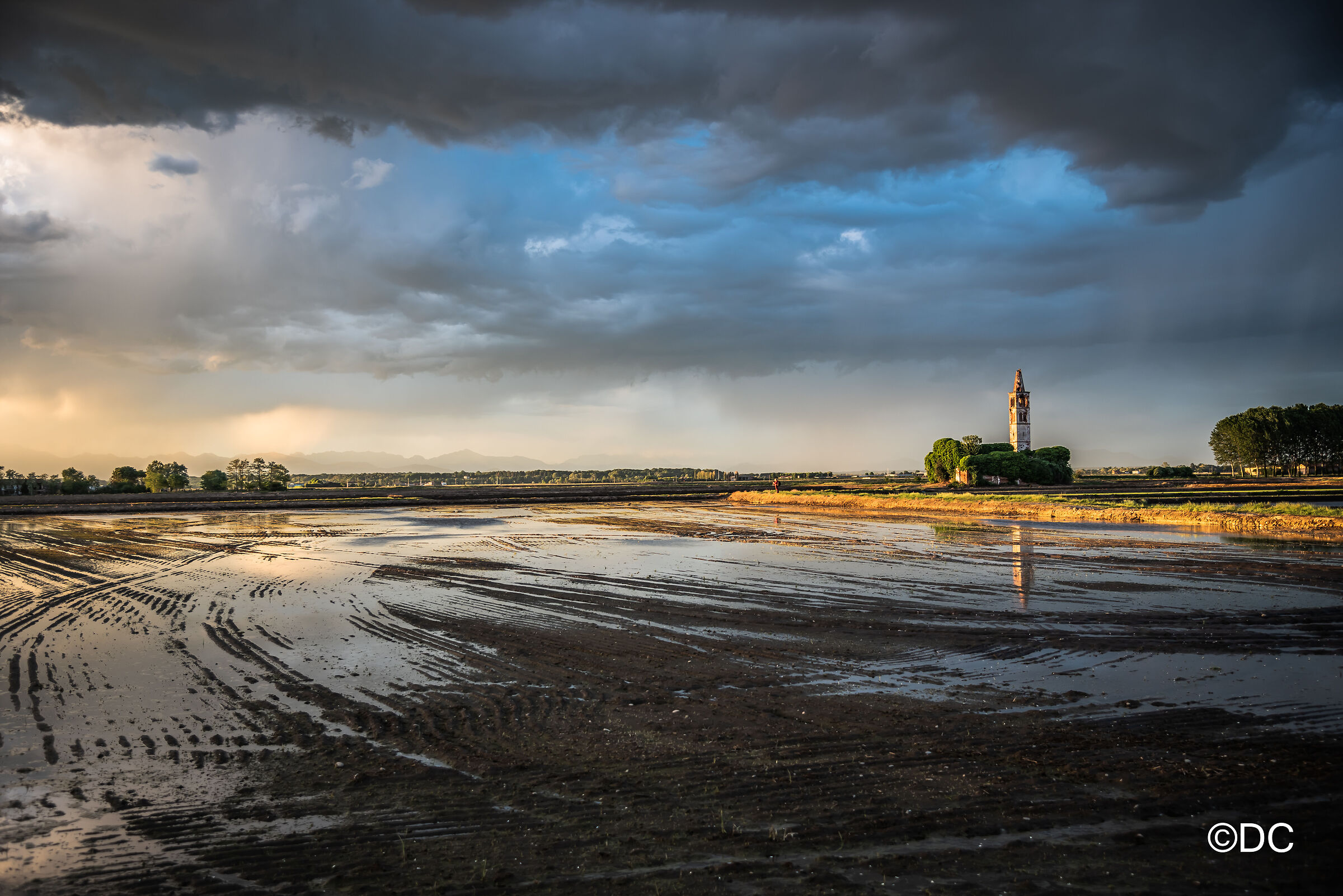 sunset on rice paddies