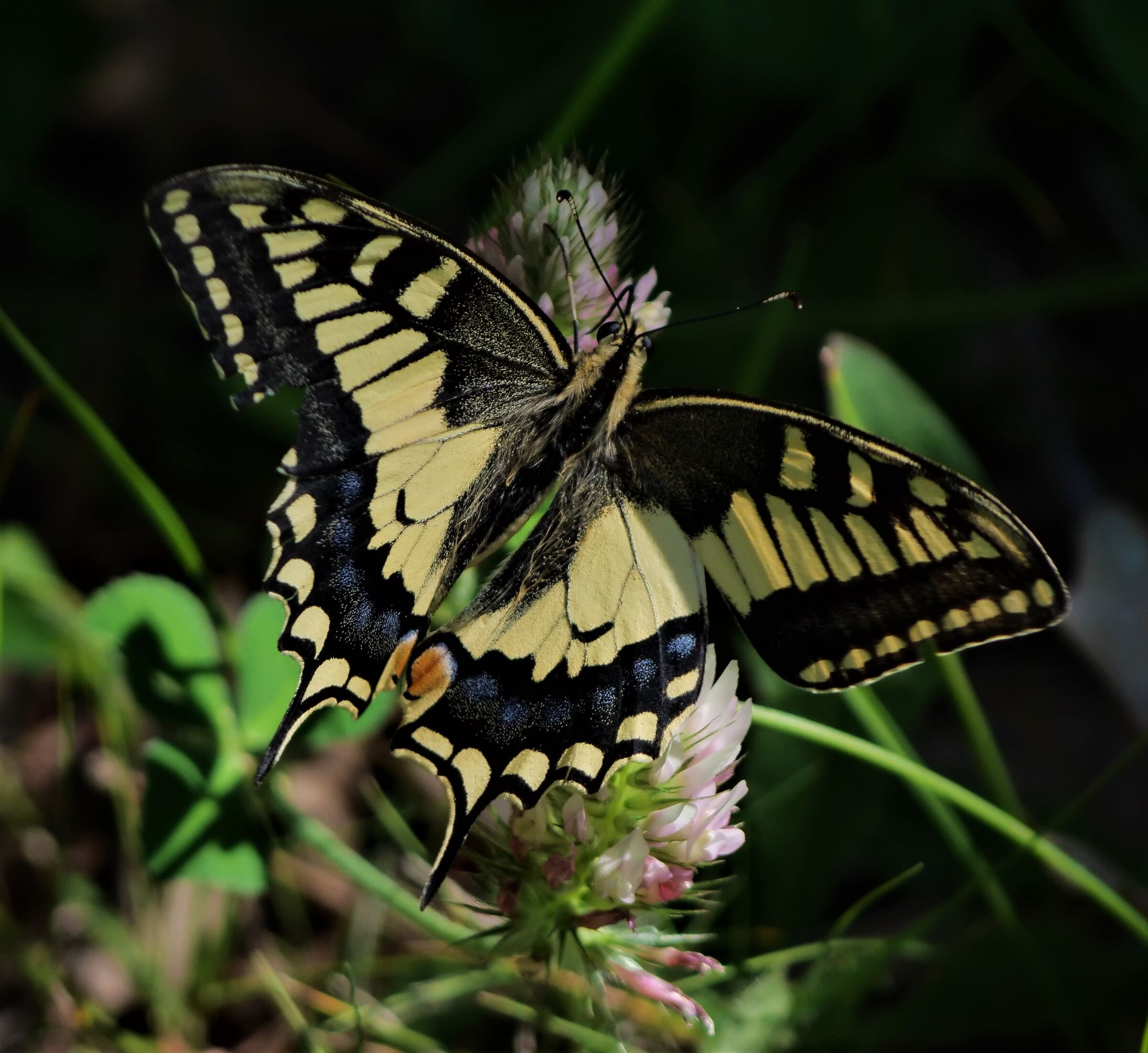 . . .  il macaone  . . .