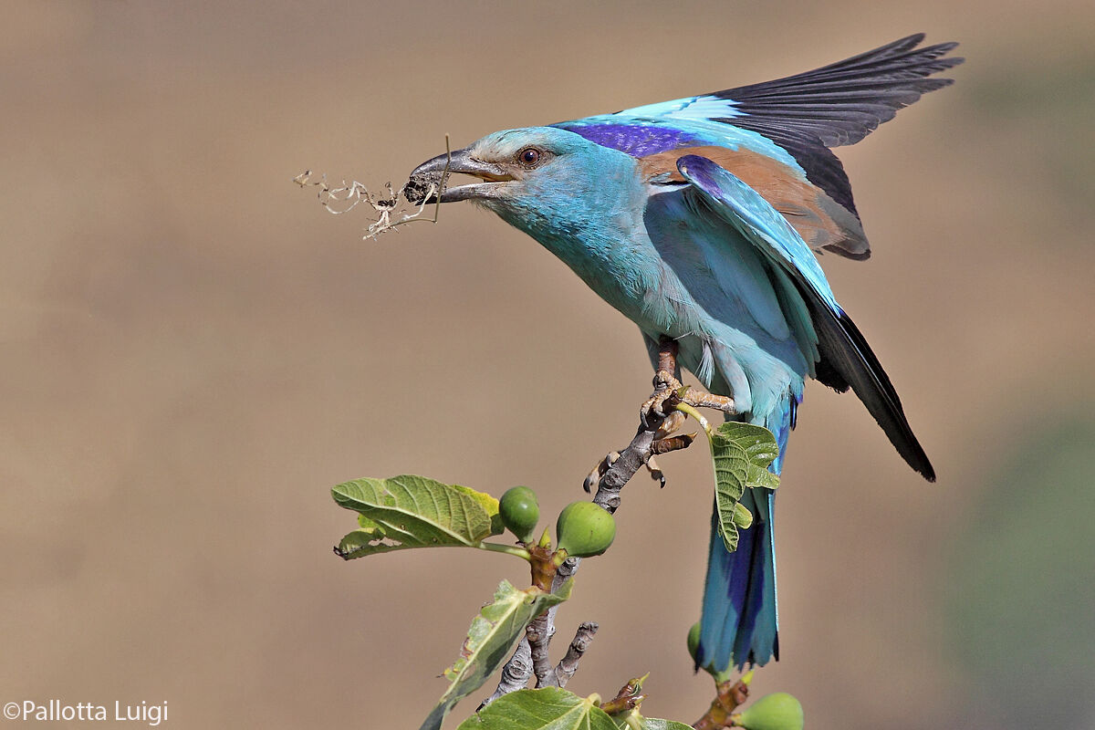Marine Jay (Coracias garrulus)