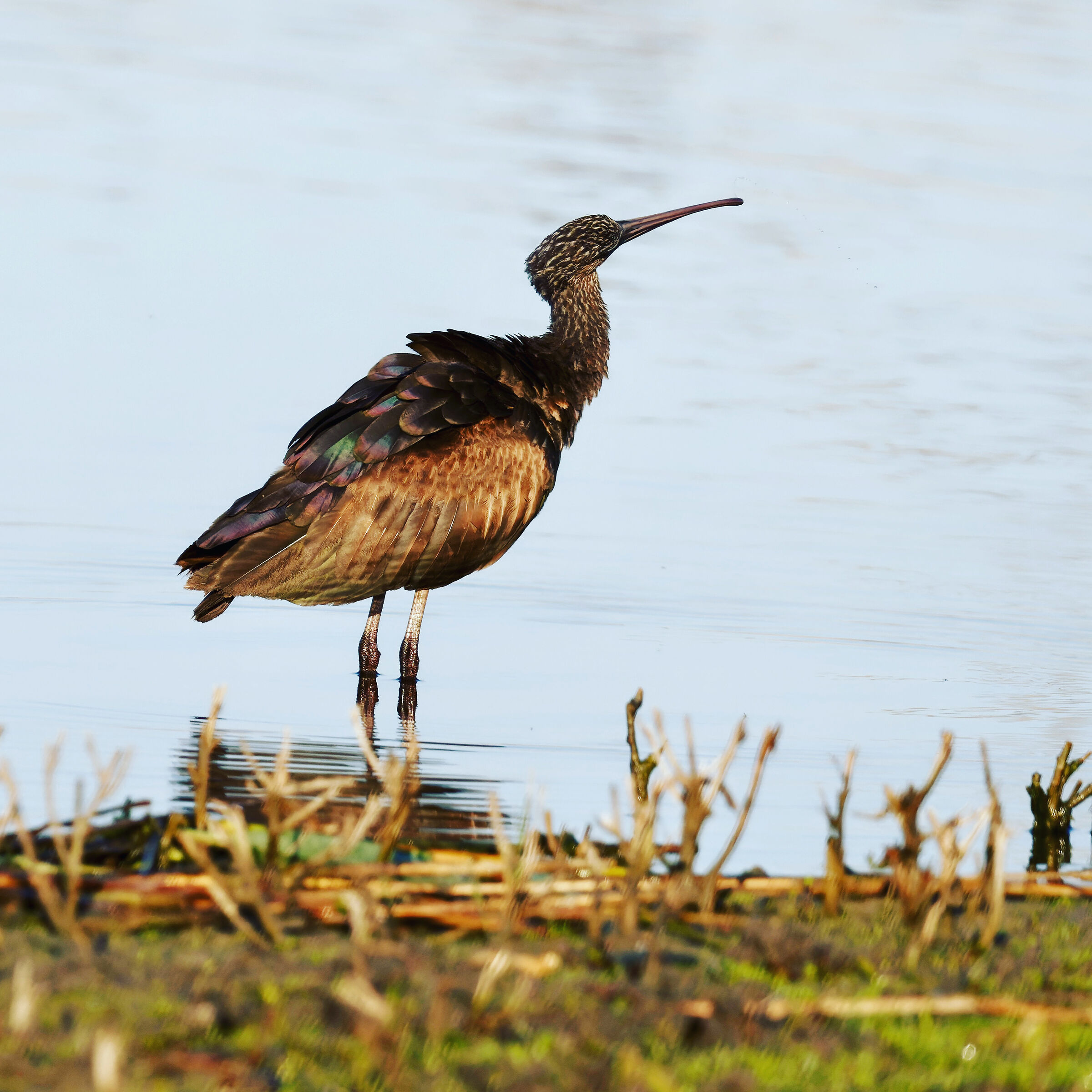glossy ibis