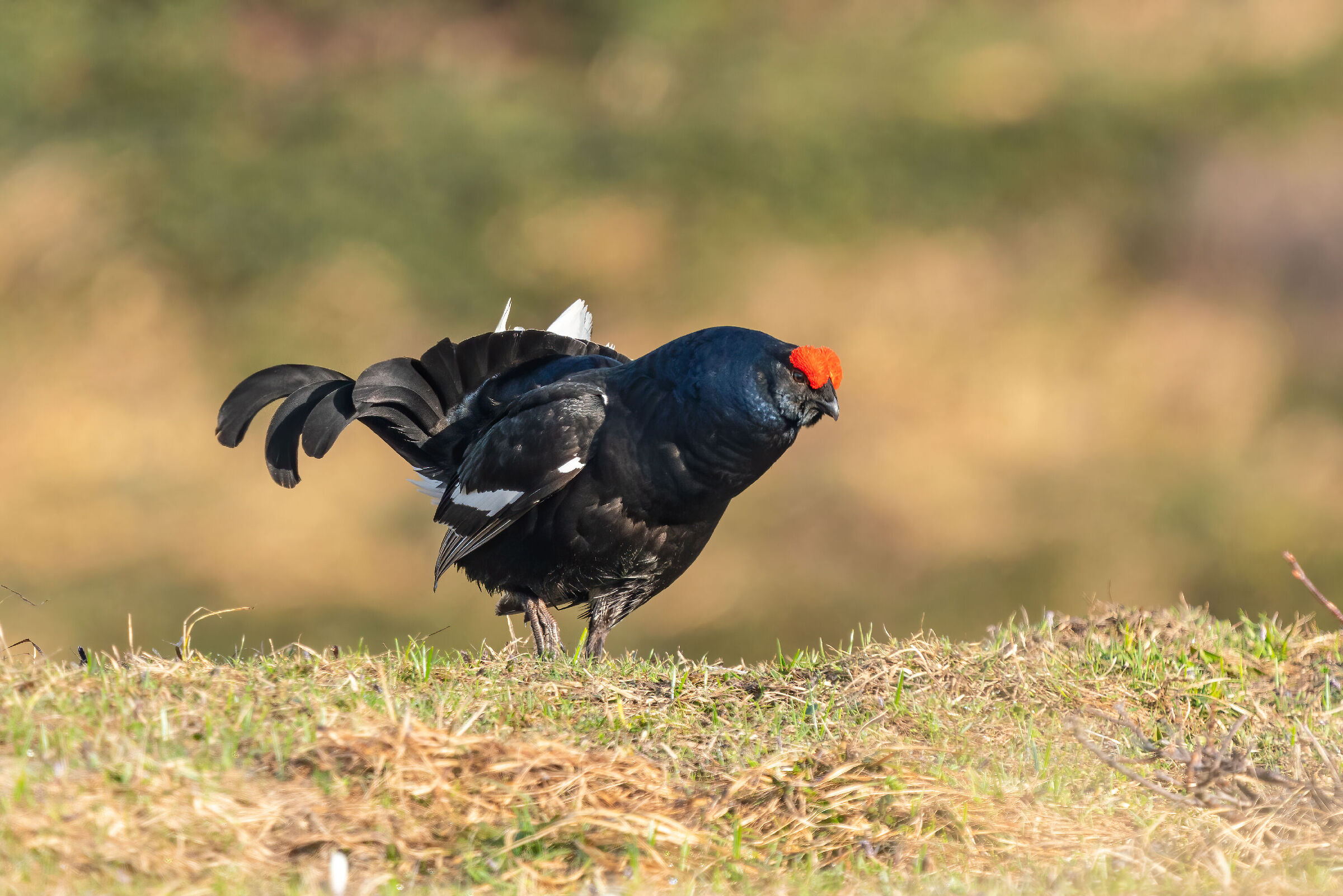 black grouse