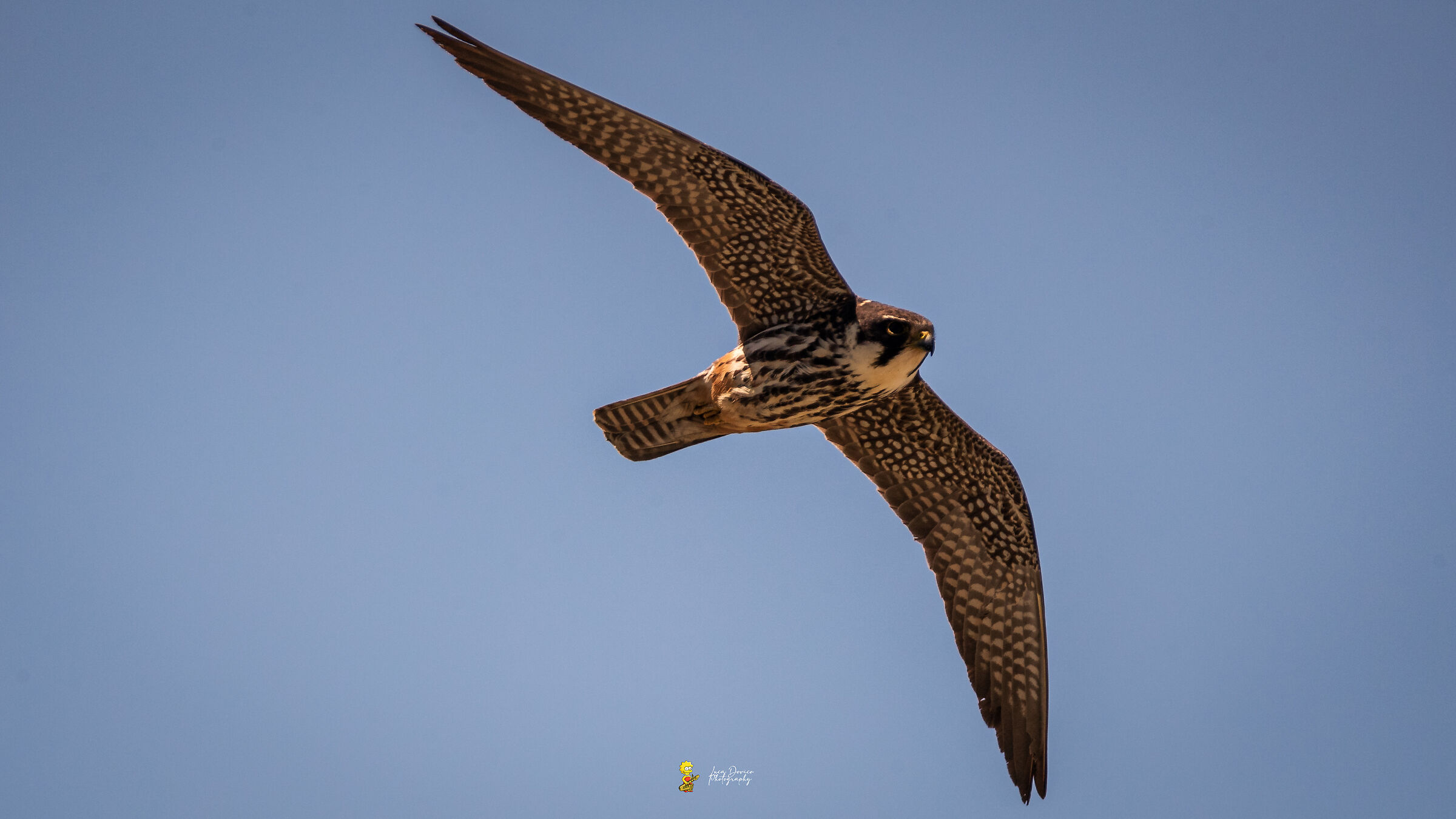 Eurasian hobby
