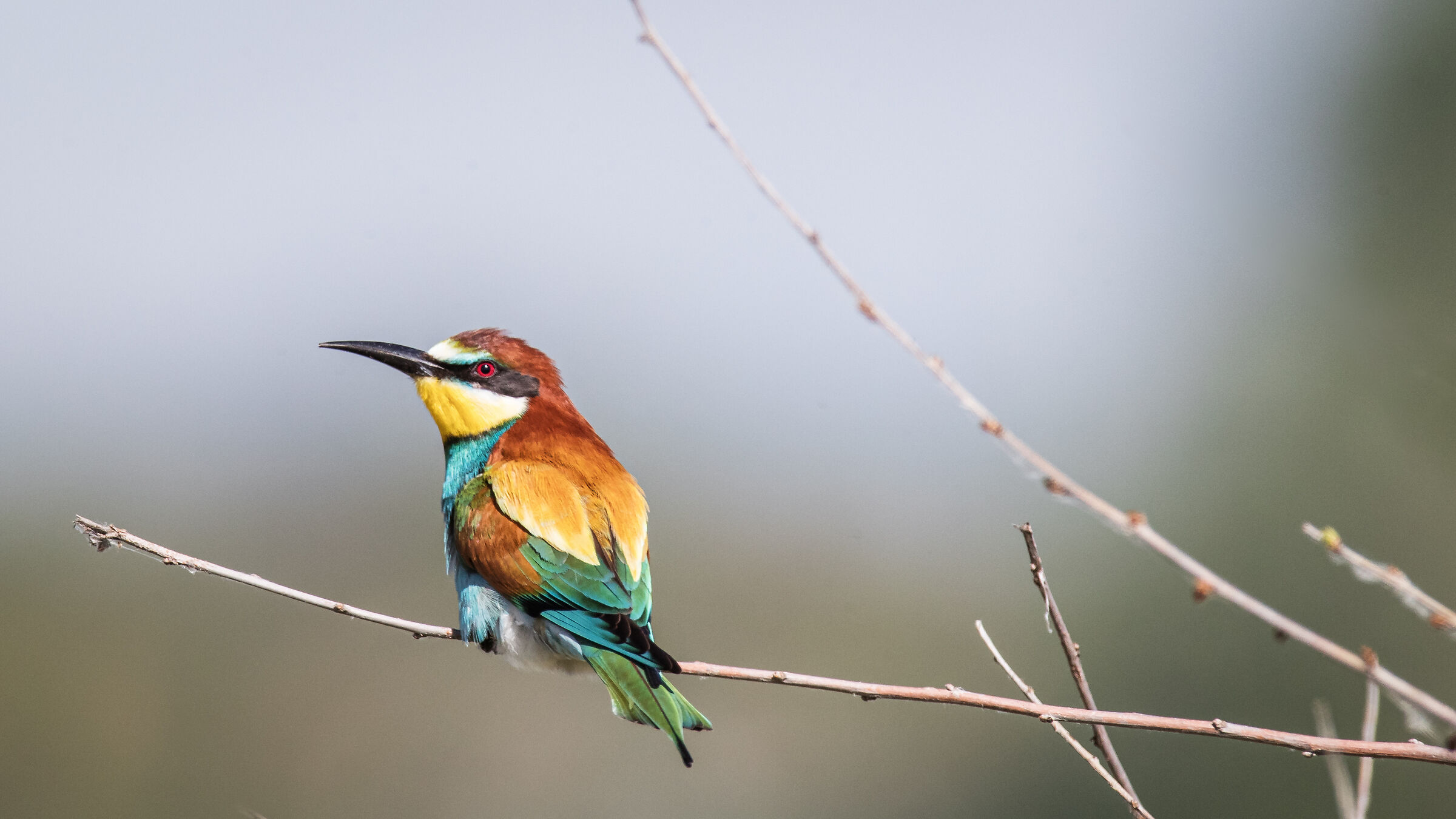 bee-eater