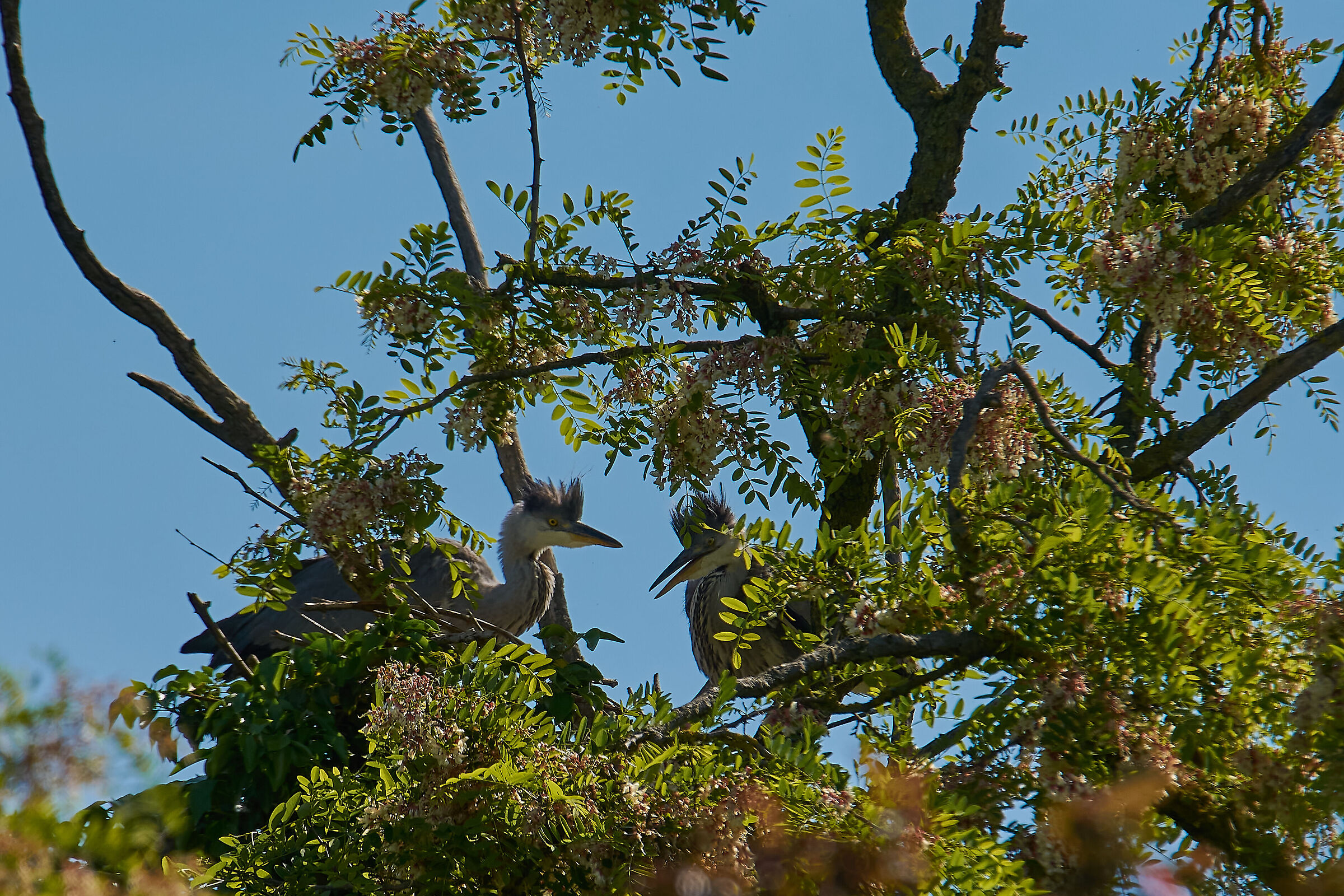 The pulli del Cenerino (at a distance.... always....)