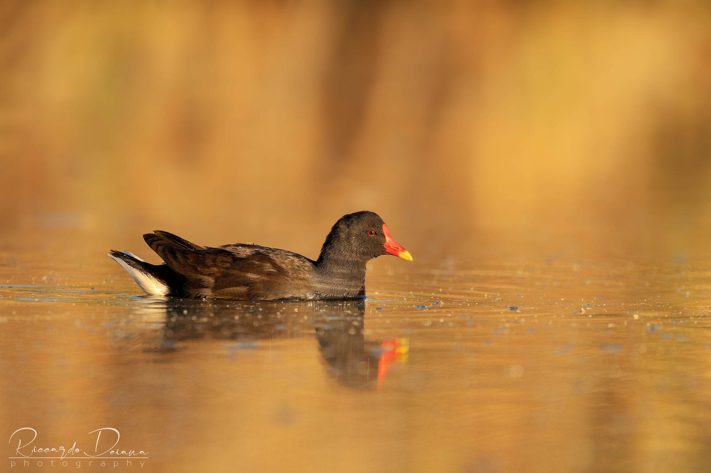 Gallinella al tramonto