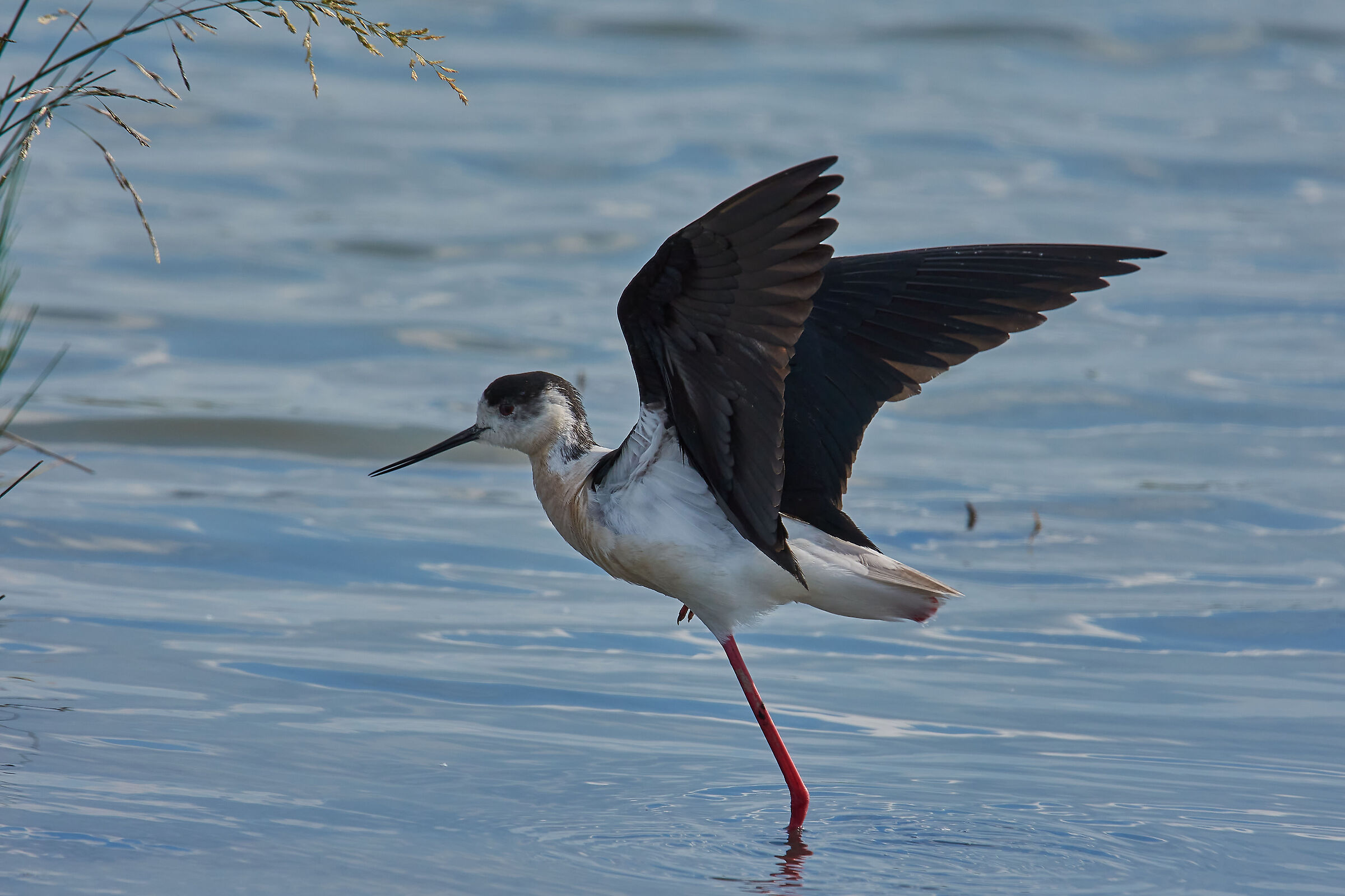La danza del Cavaliere
