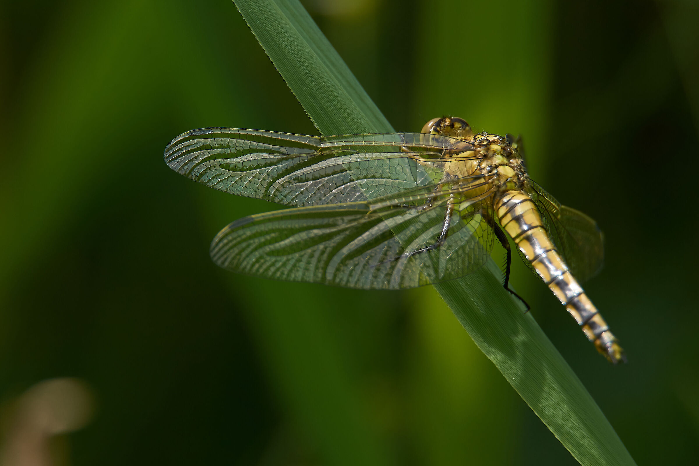Orthetrum Cancellatum Femmina
