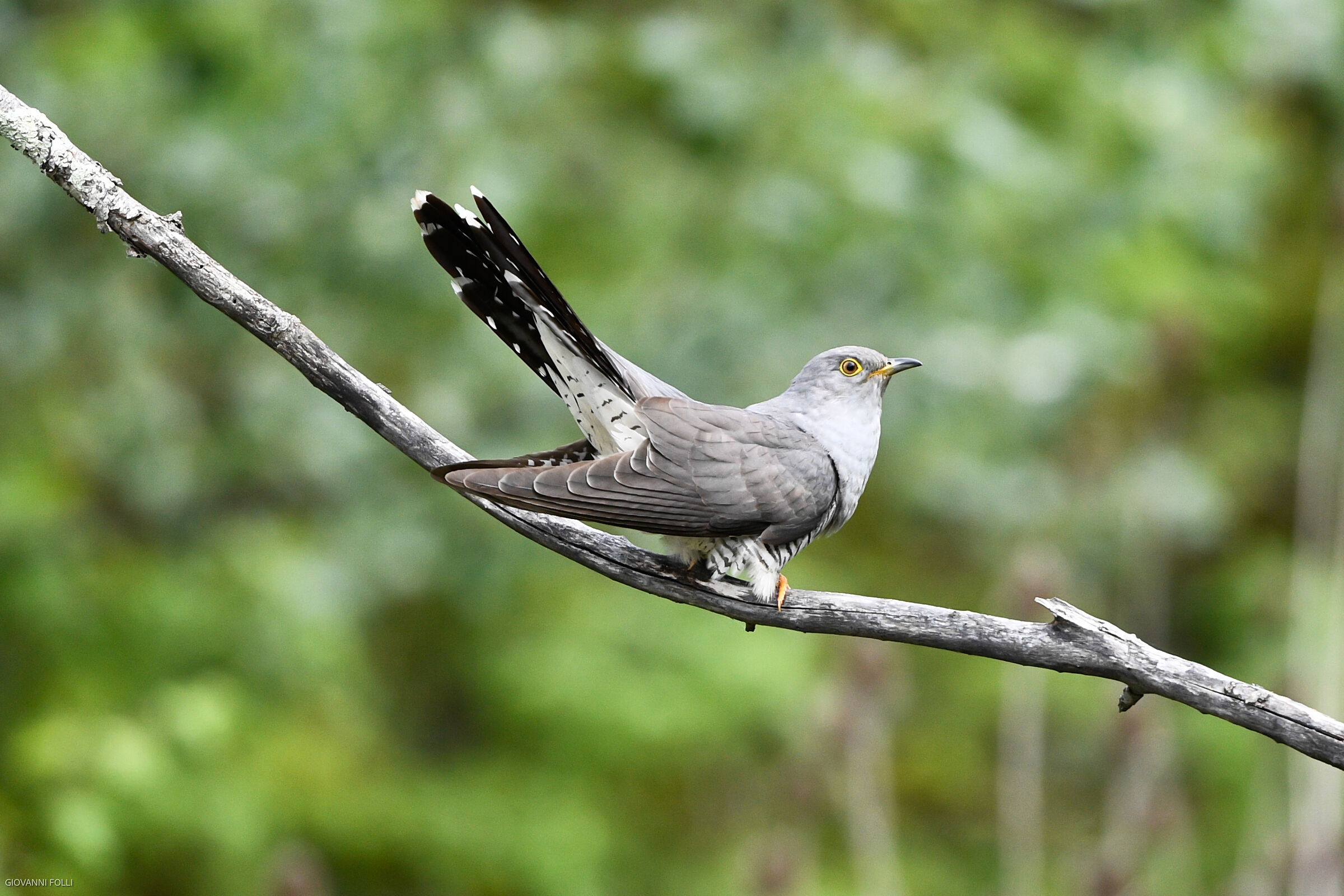 cuckoo