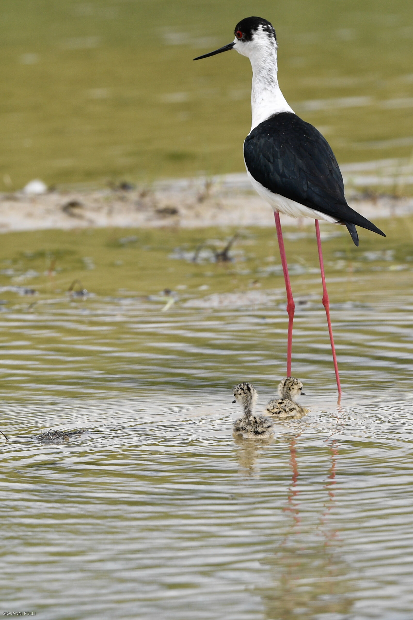 Knight of Italy with offspring in tow
