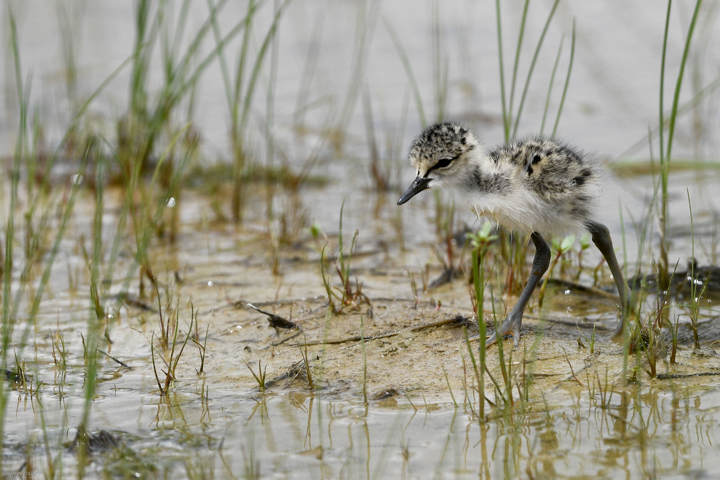 Knight of Italy chick