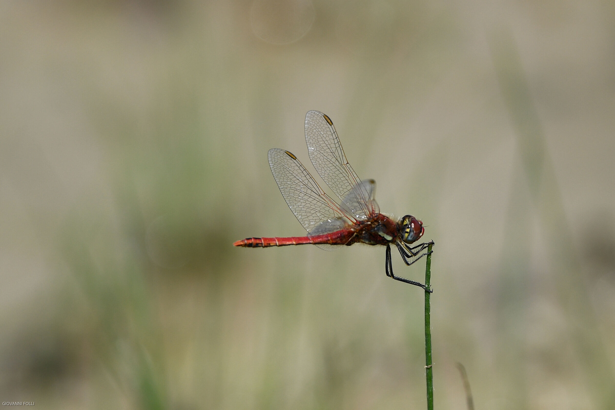 dragonfly