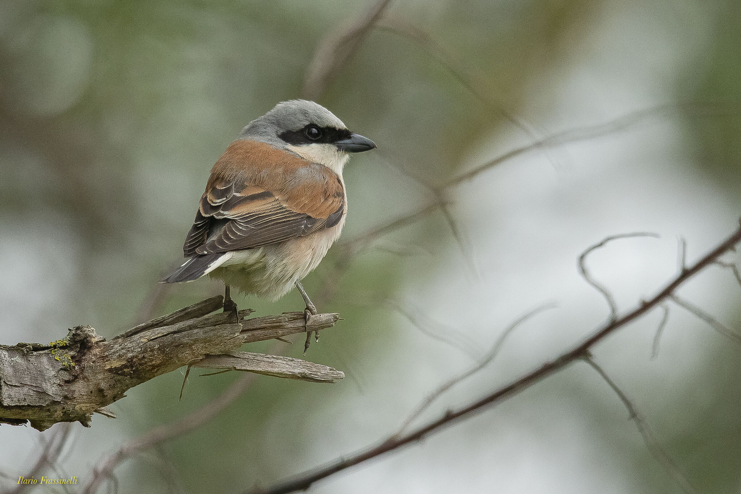 red-backed shrike