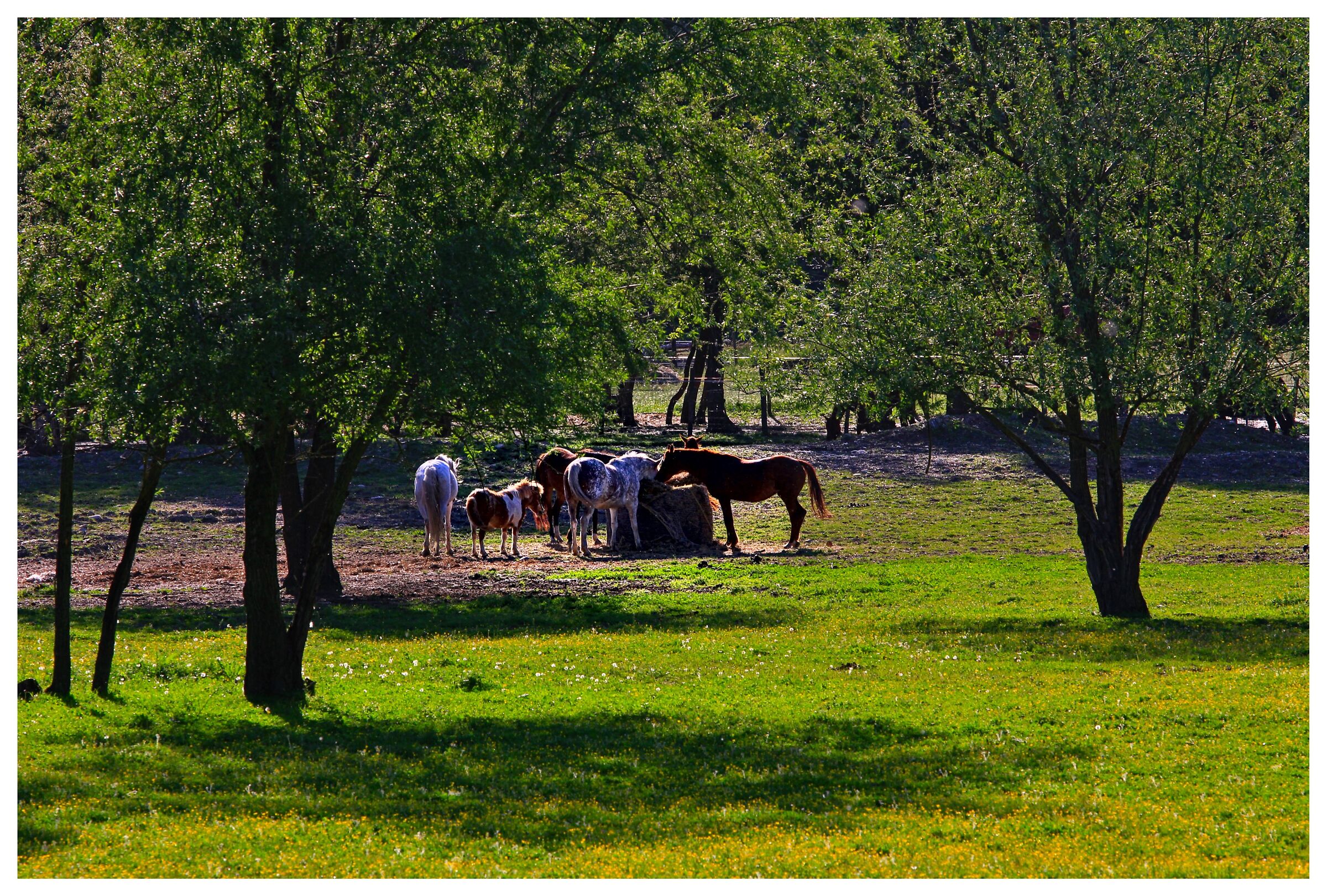 ... nella vecchia fattoria ia ia oh ...