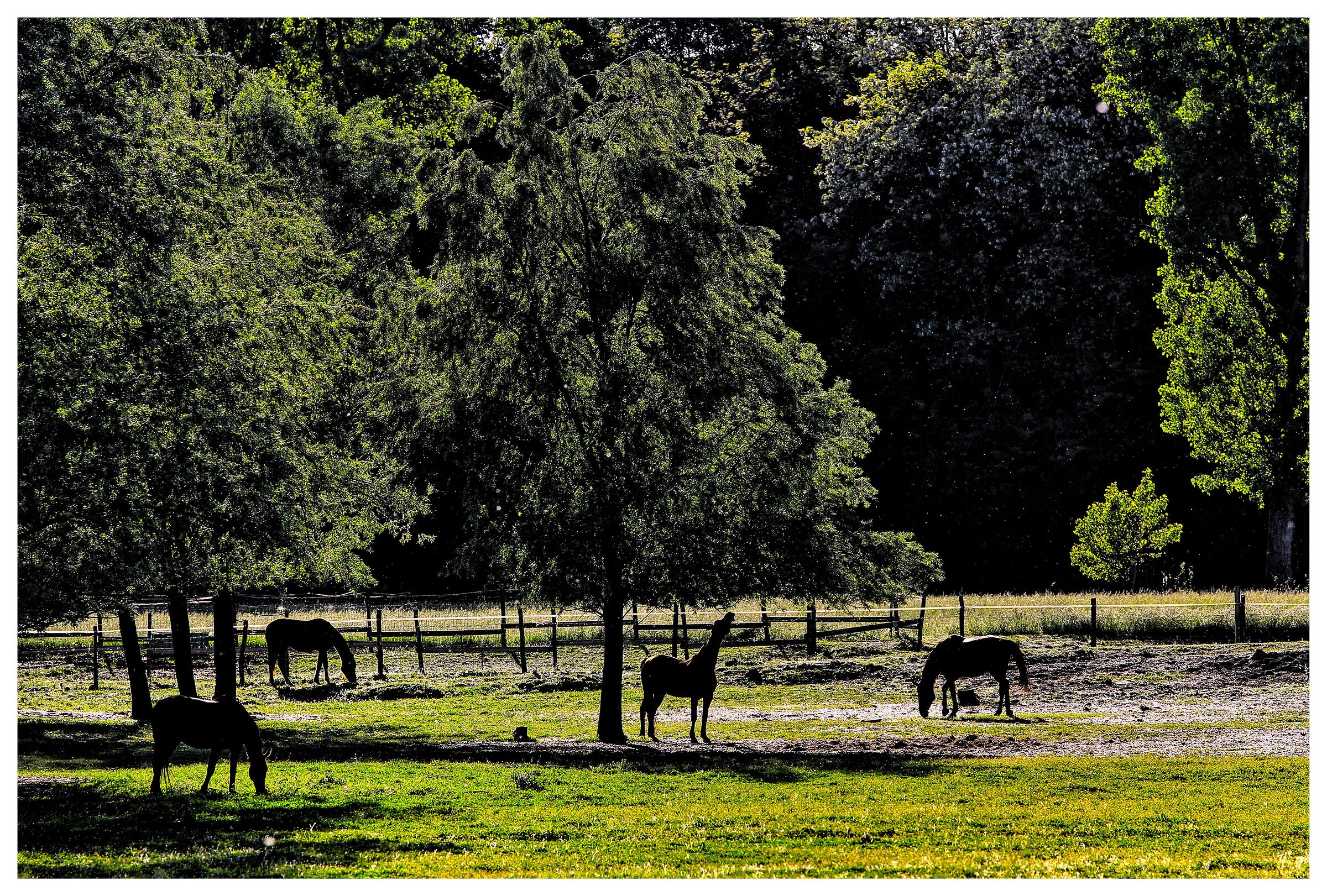 ... nella vecchia fattoria ia ia oh ...