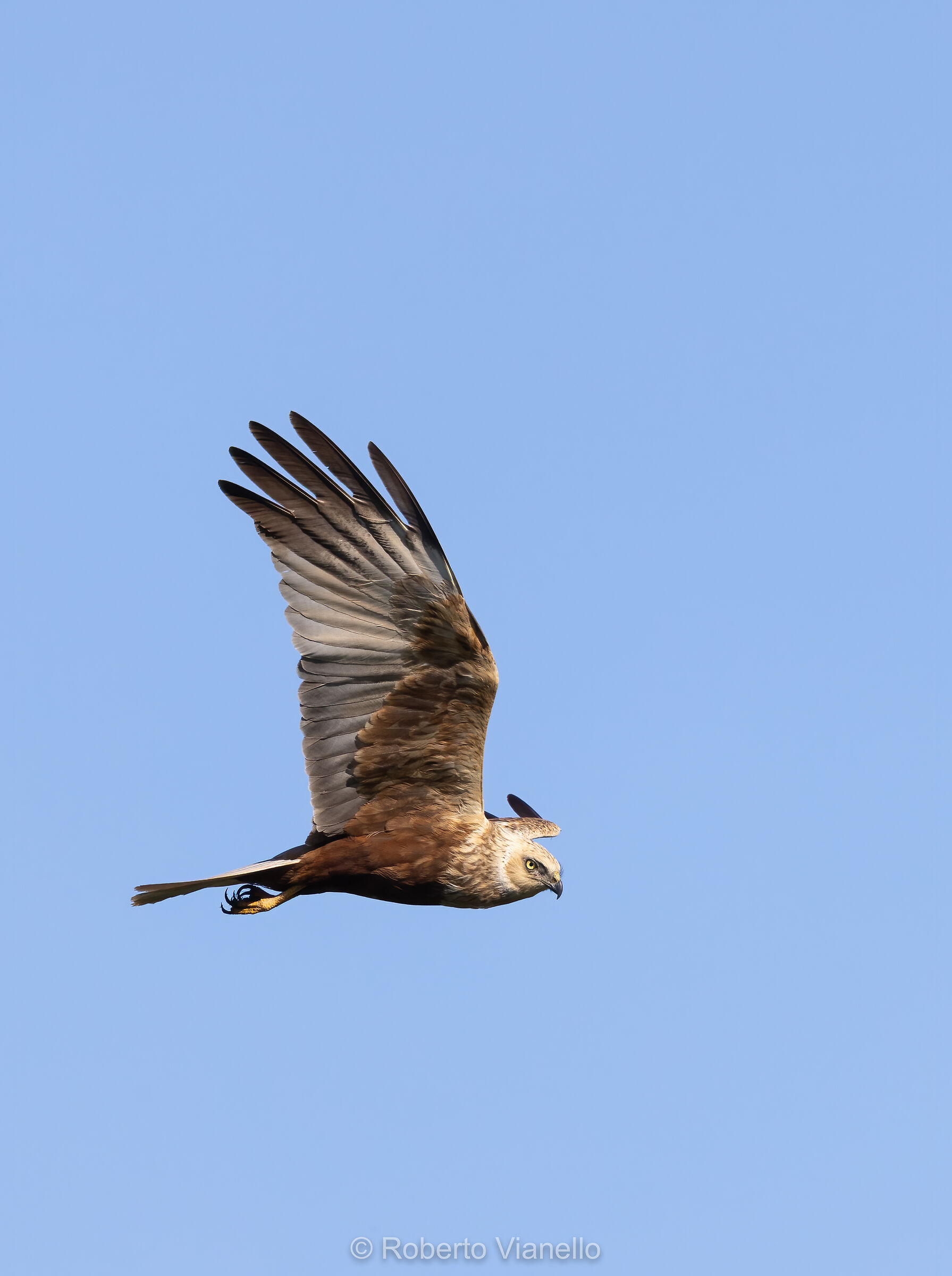 Falco di palude (Circus aeruginosus)