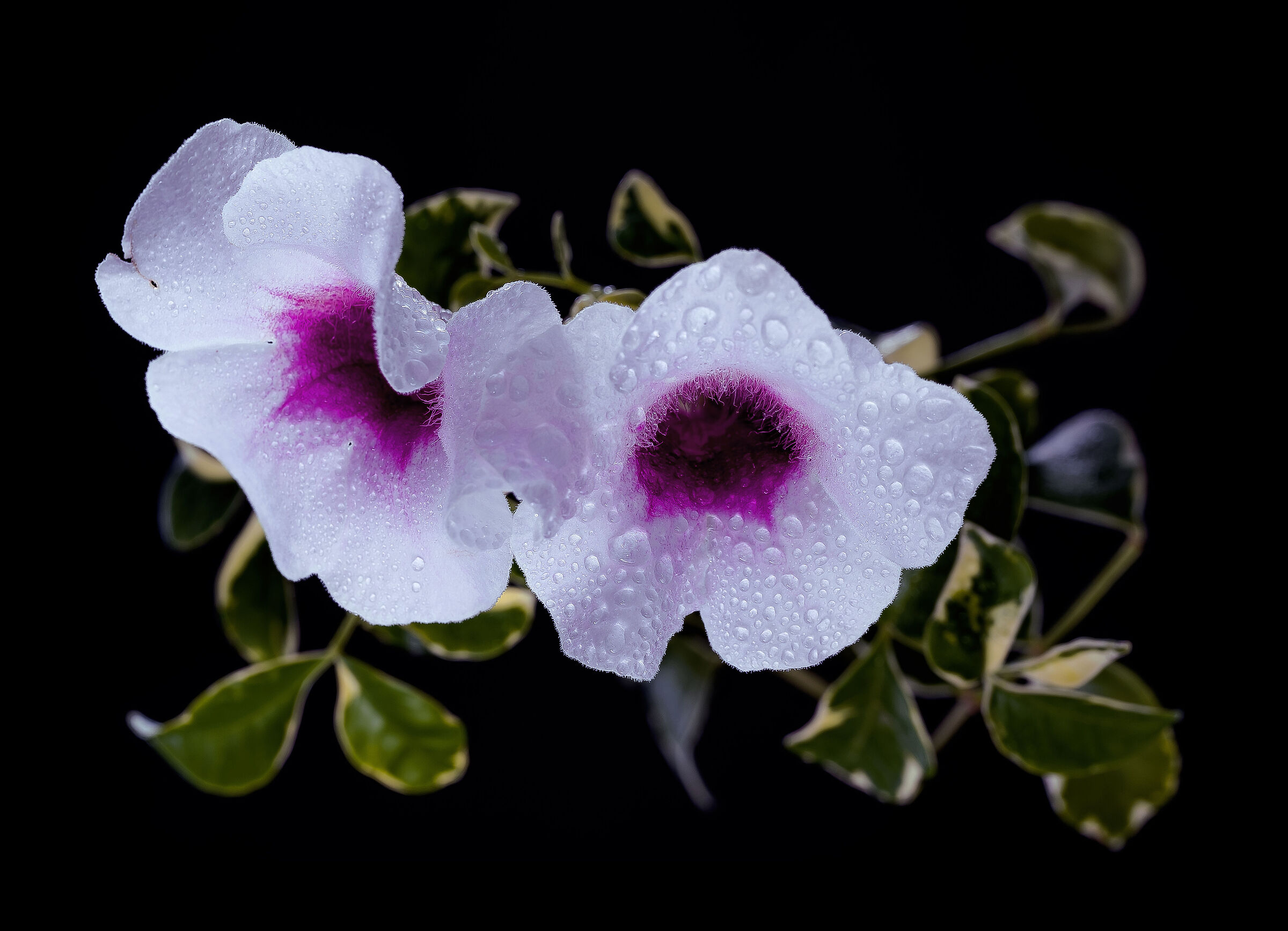Pandorea Jasminoides