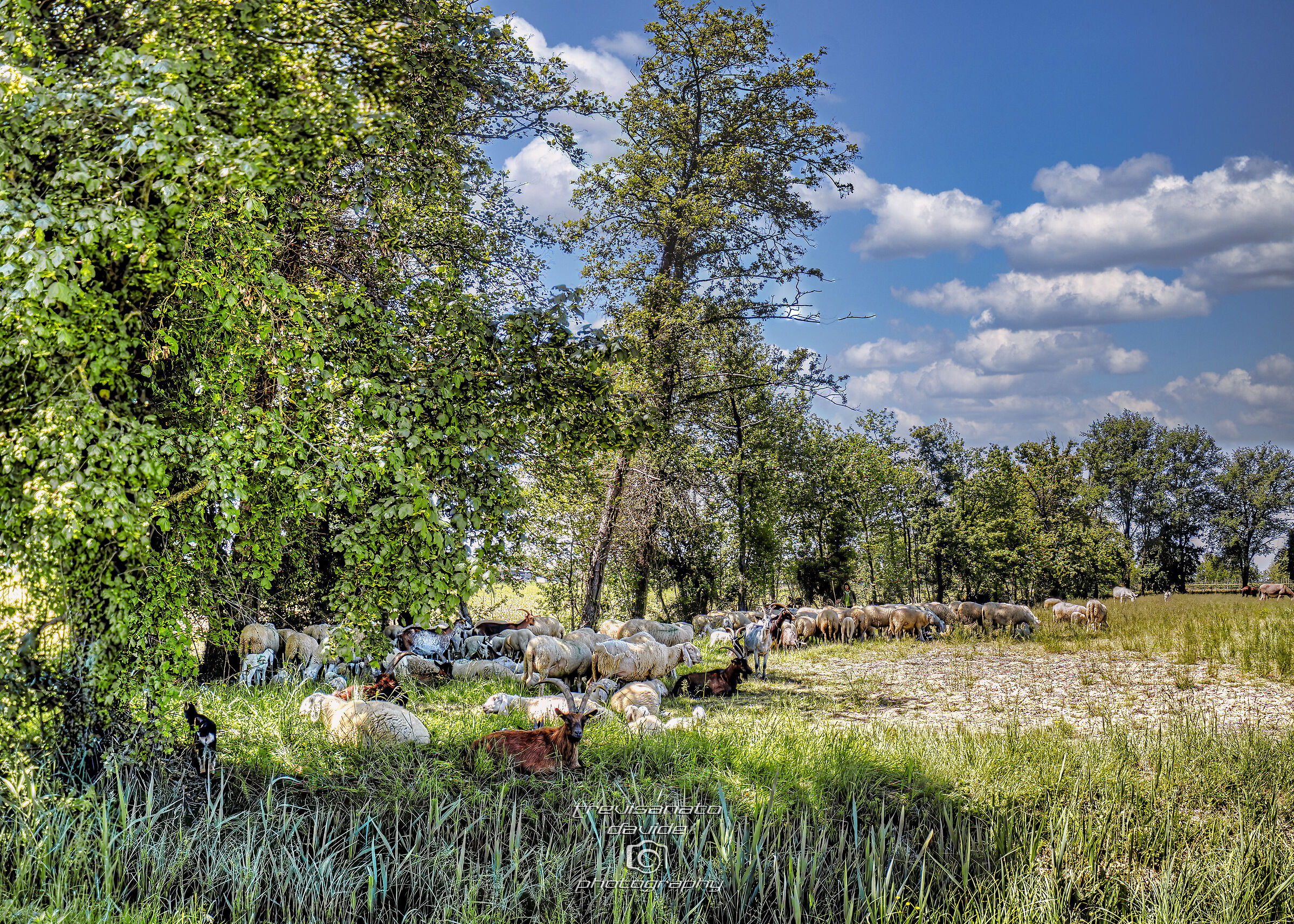 Grazing flock