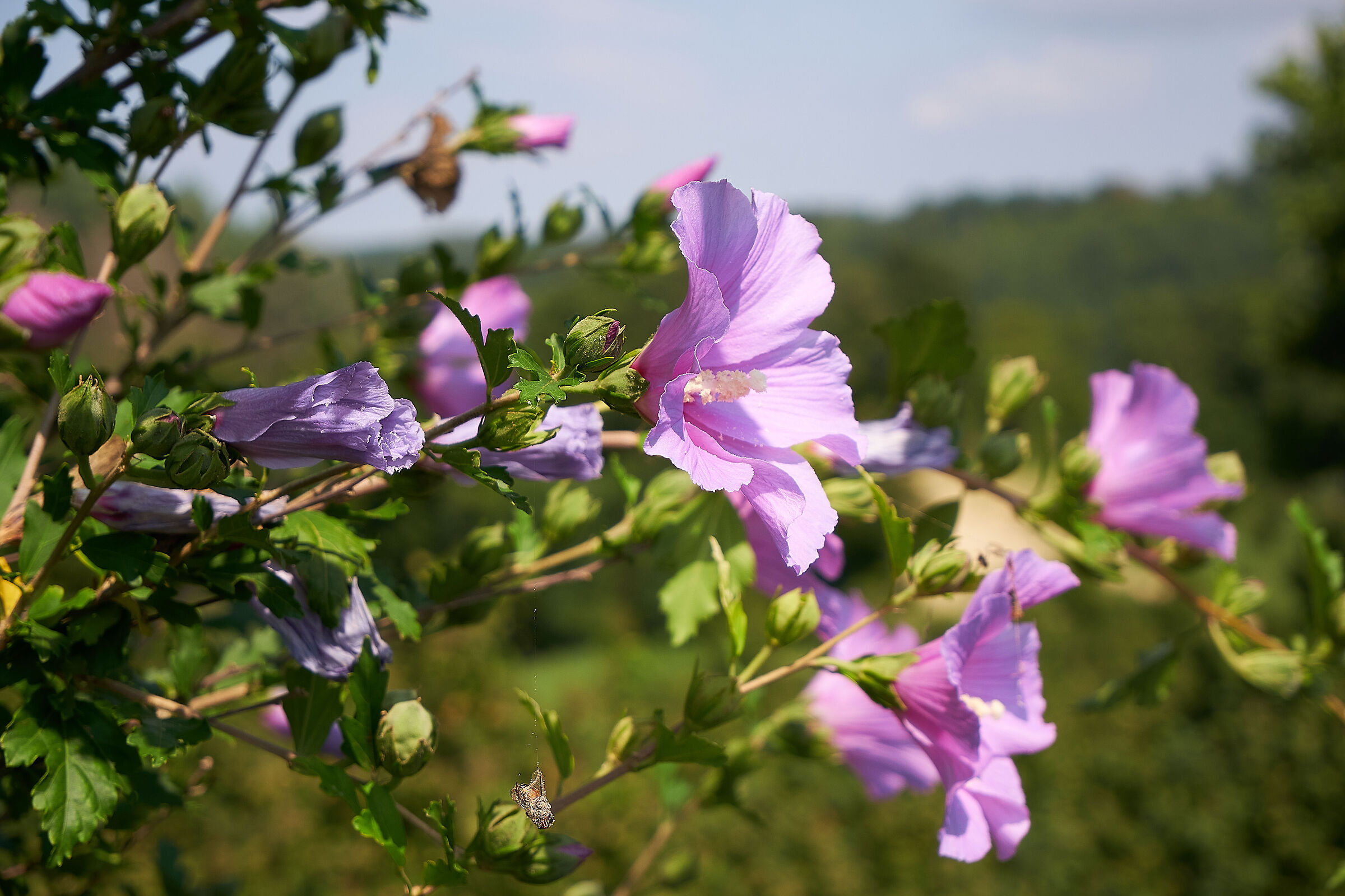 Purple flowers