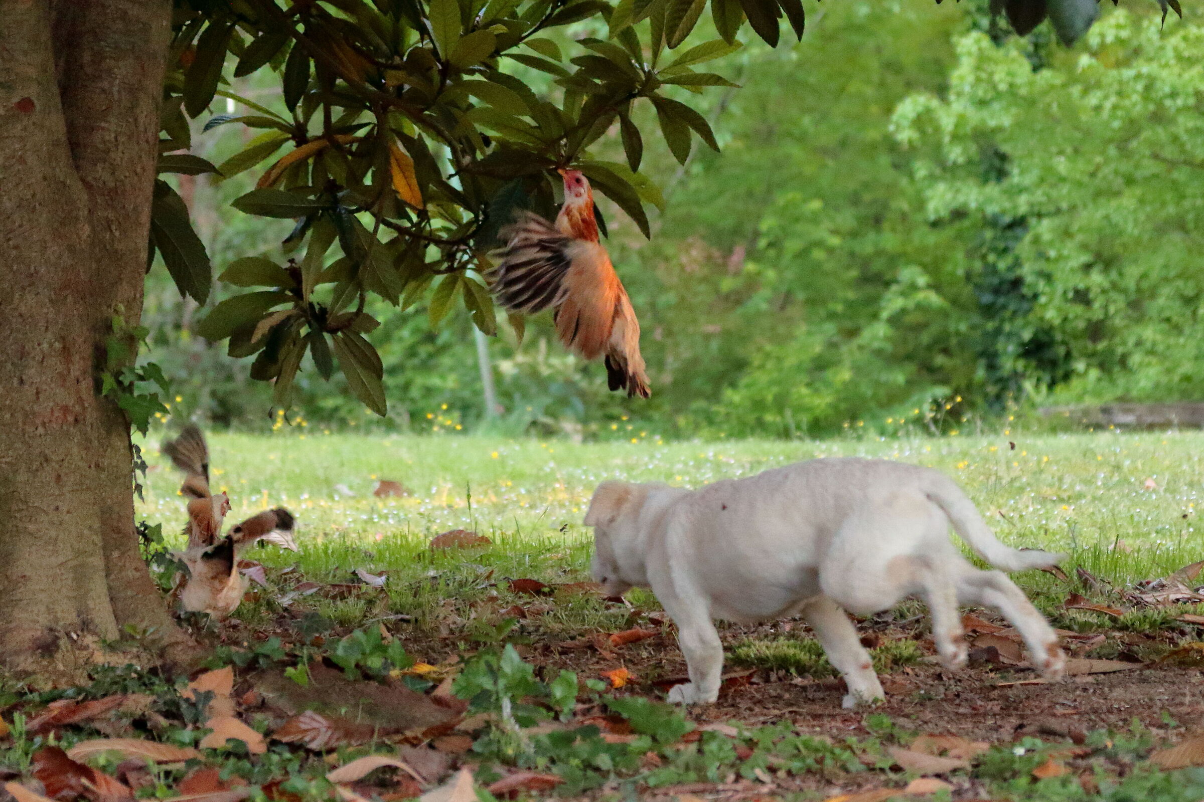 Il divertimento principale del cucciolo