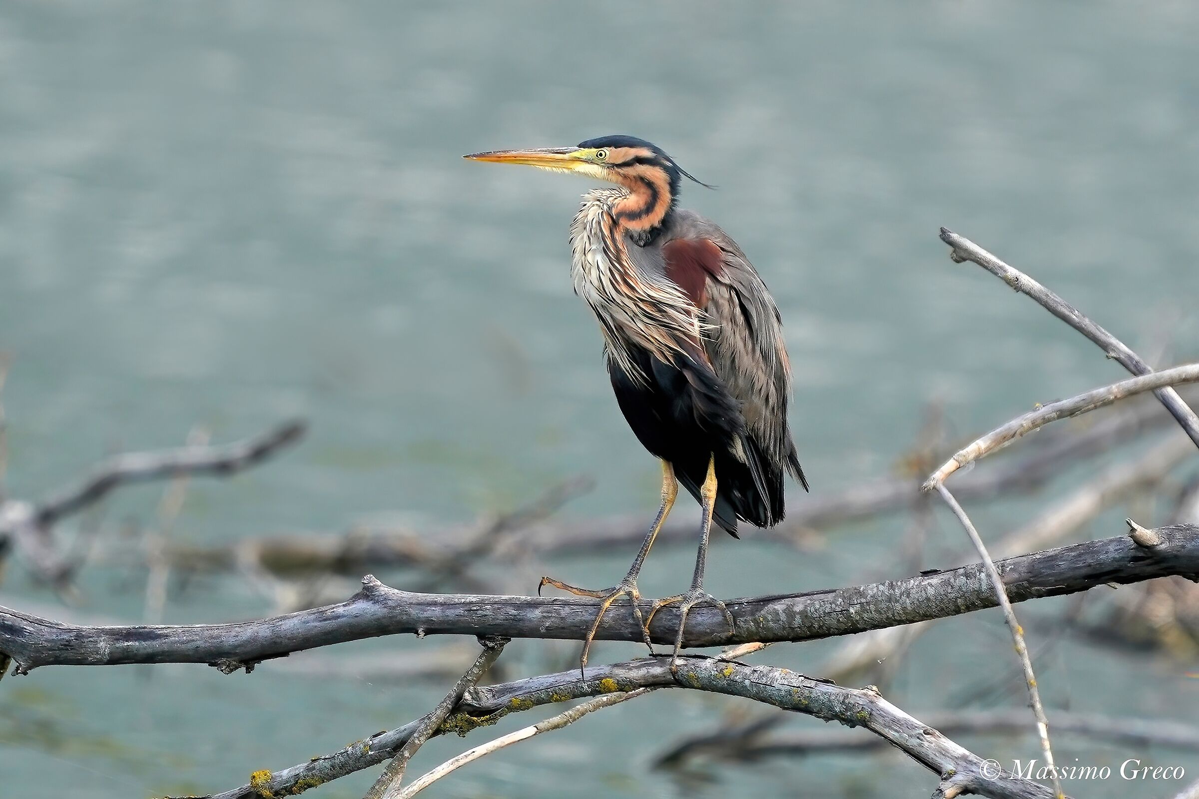 Airone rosso (Ardea purpurea)