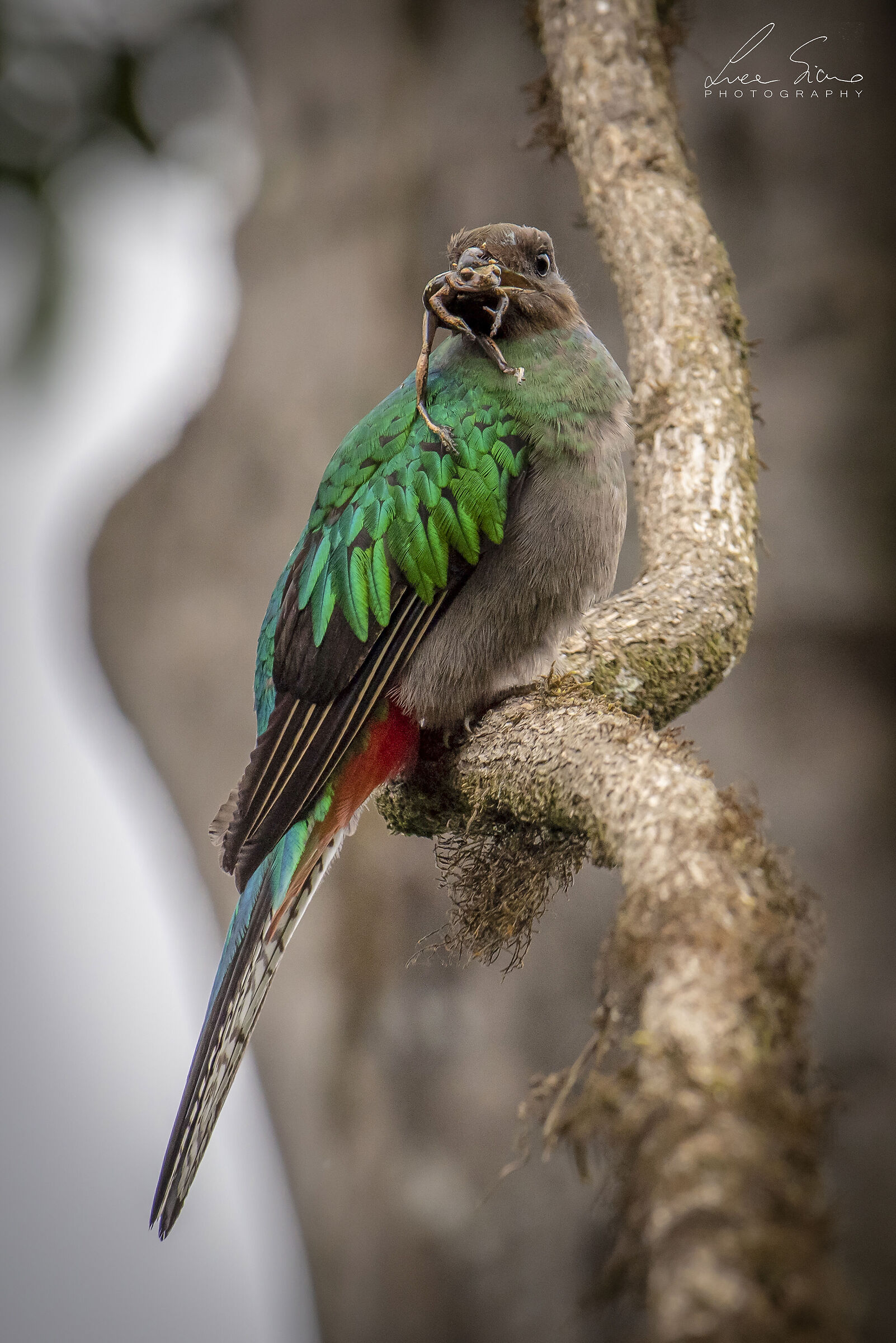 Pharomachrus mocinno femmina (Quetzal guatemalteco)