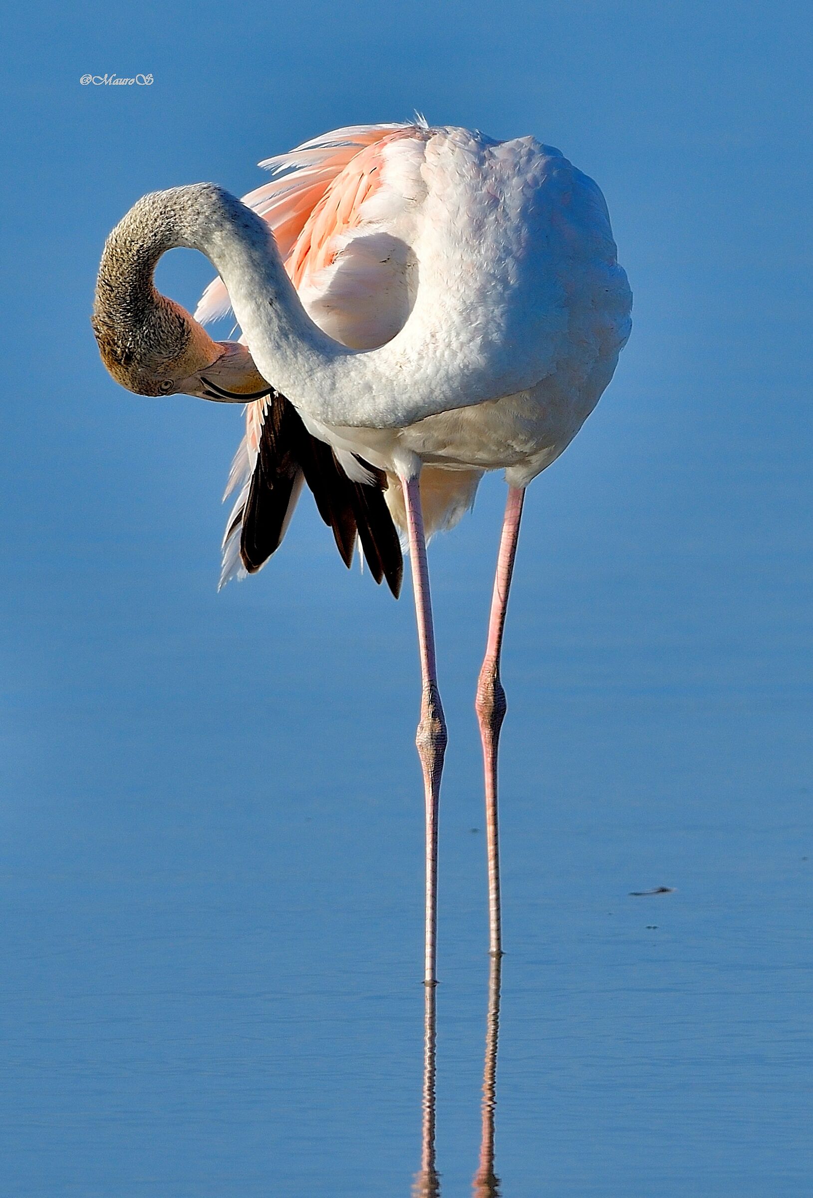 flamingo
