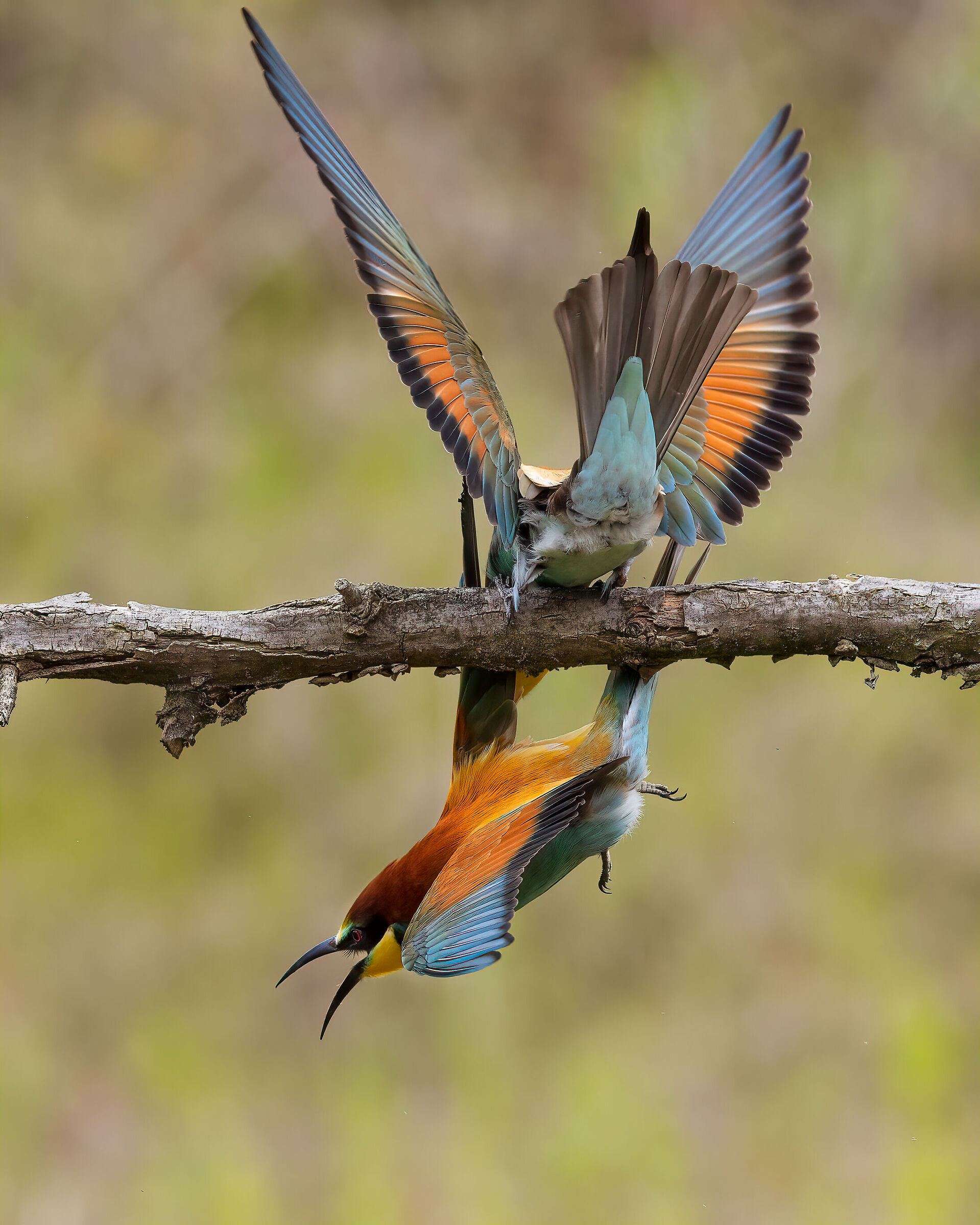 Questo posatoio è mio ... vattene!!