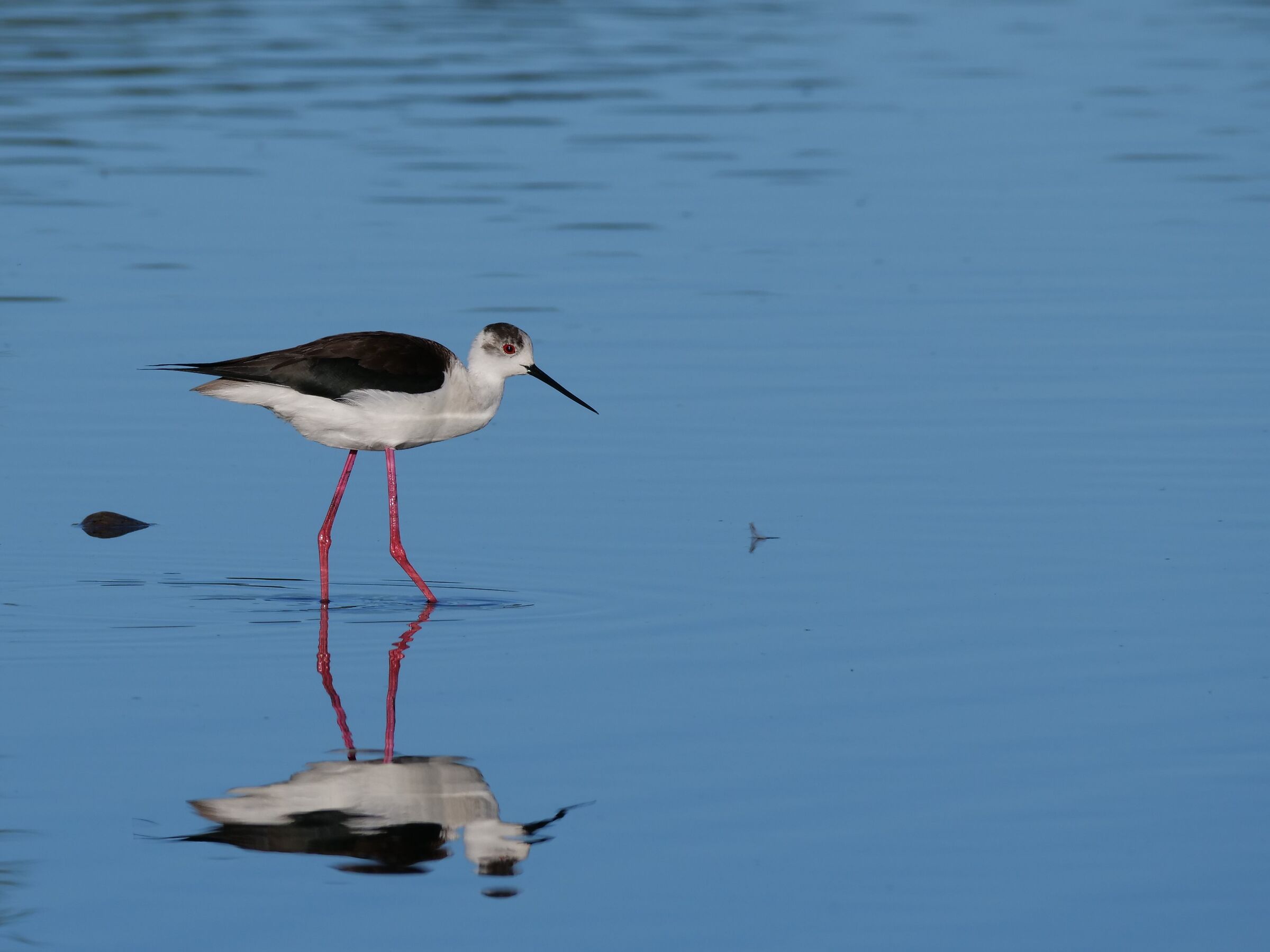 Cavaliere d'Italia (Himantopus himantopus)