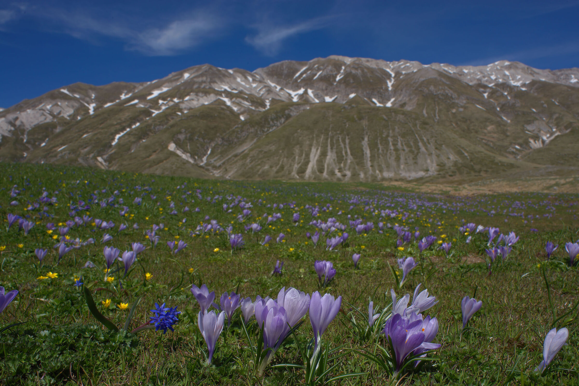 Fioritura di crocus a Campo Imperatore