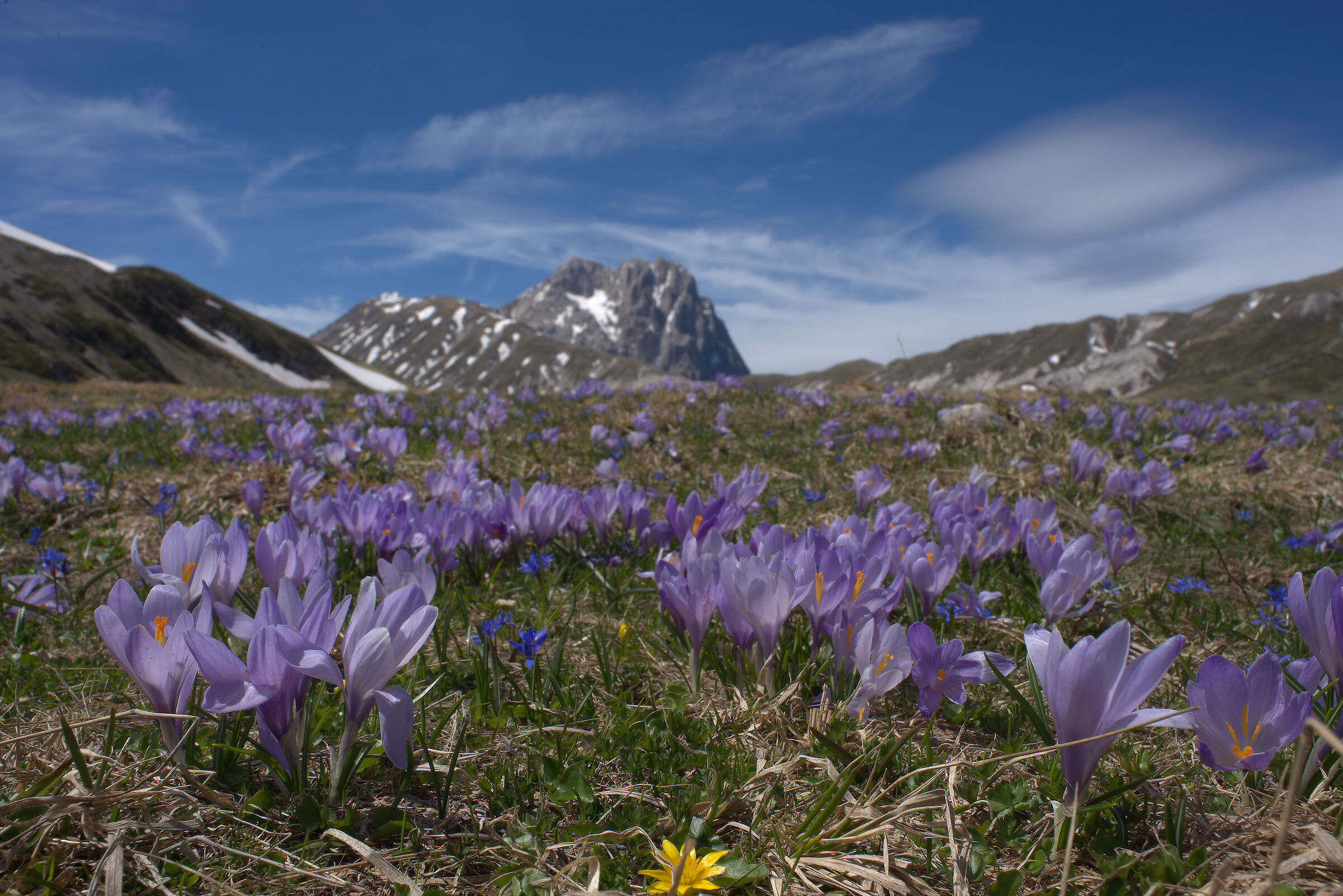 Fioritura di crocus a Campo Imperatore