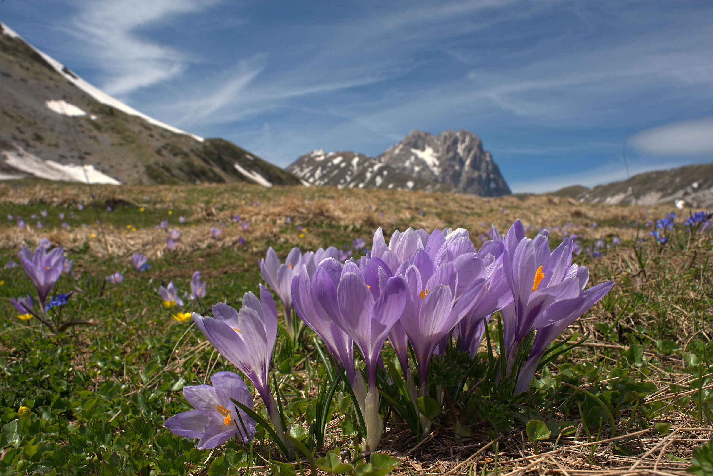 Crocus bloom in Campo Imperatore