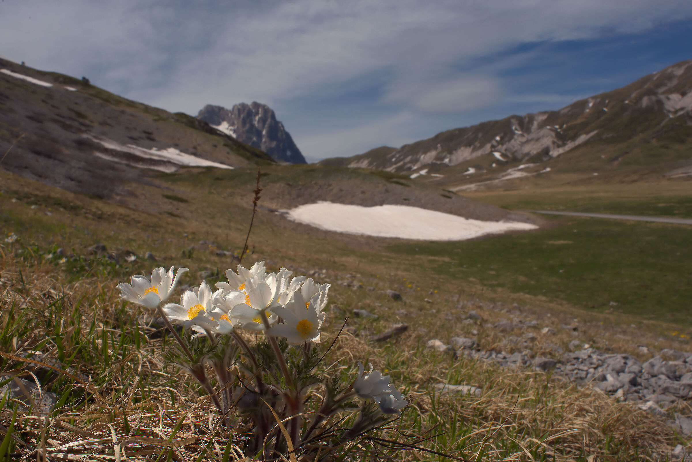 Anemome pulsatilla alpina a Campo Imperatore