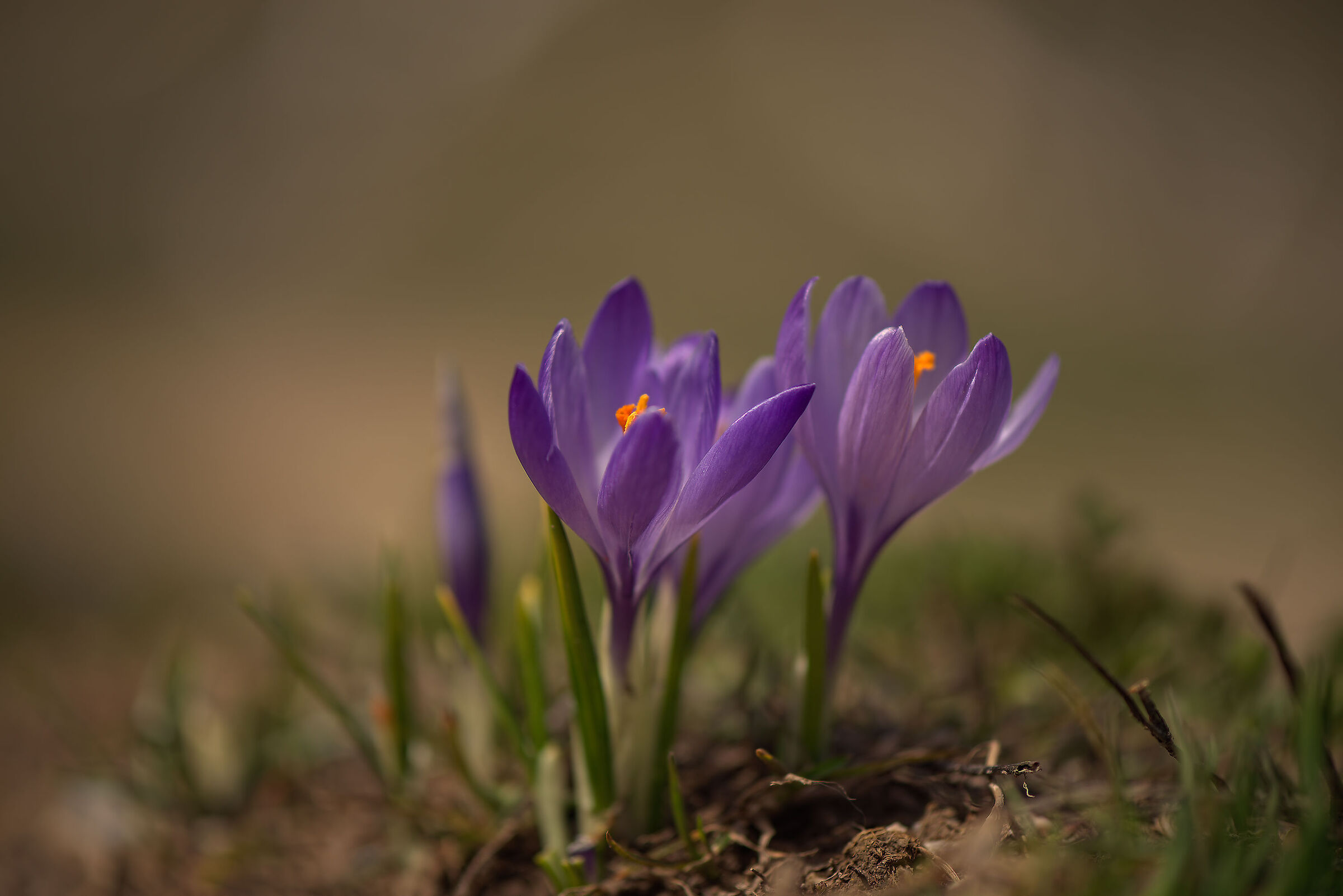 Crocus