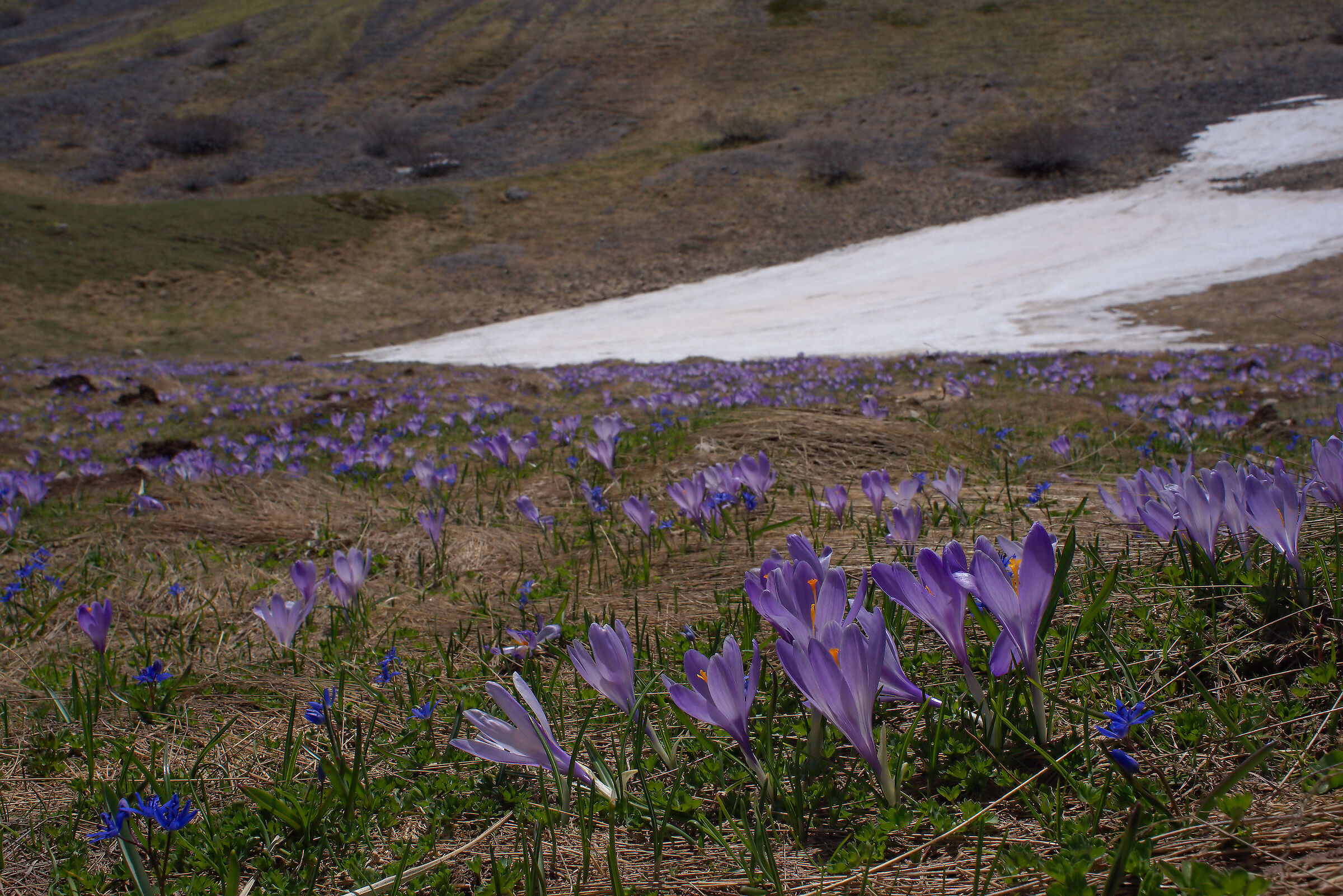 Crocus