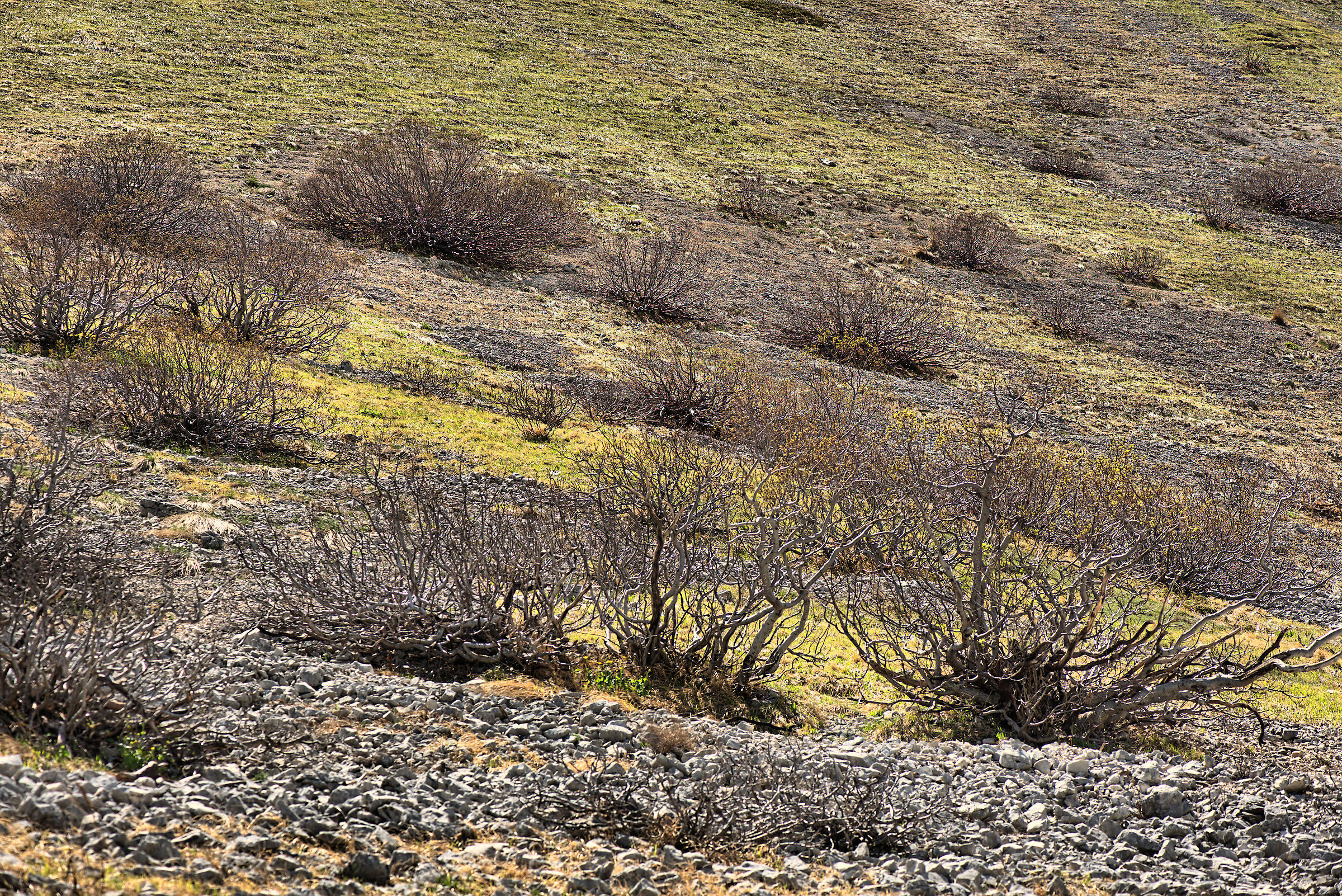Shrubs in Campo Imperatore