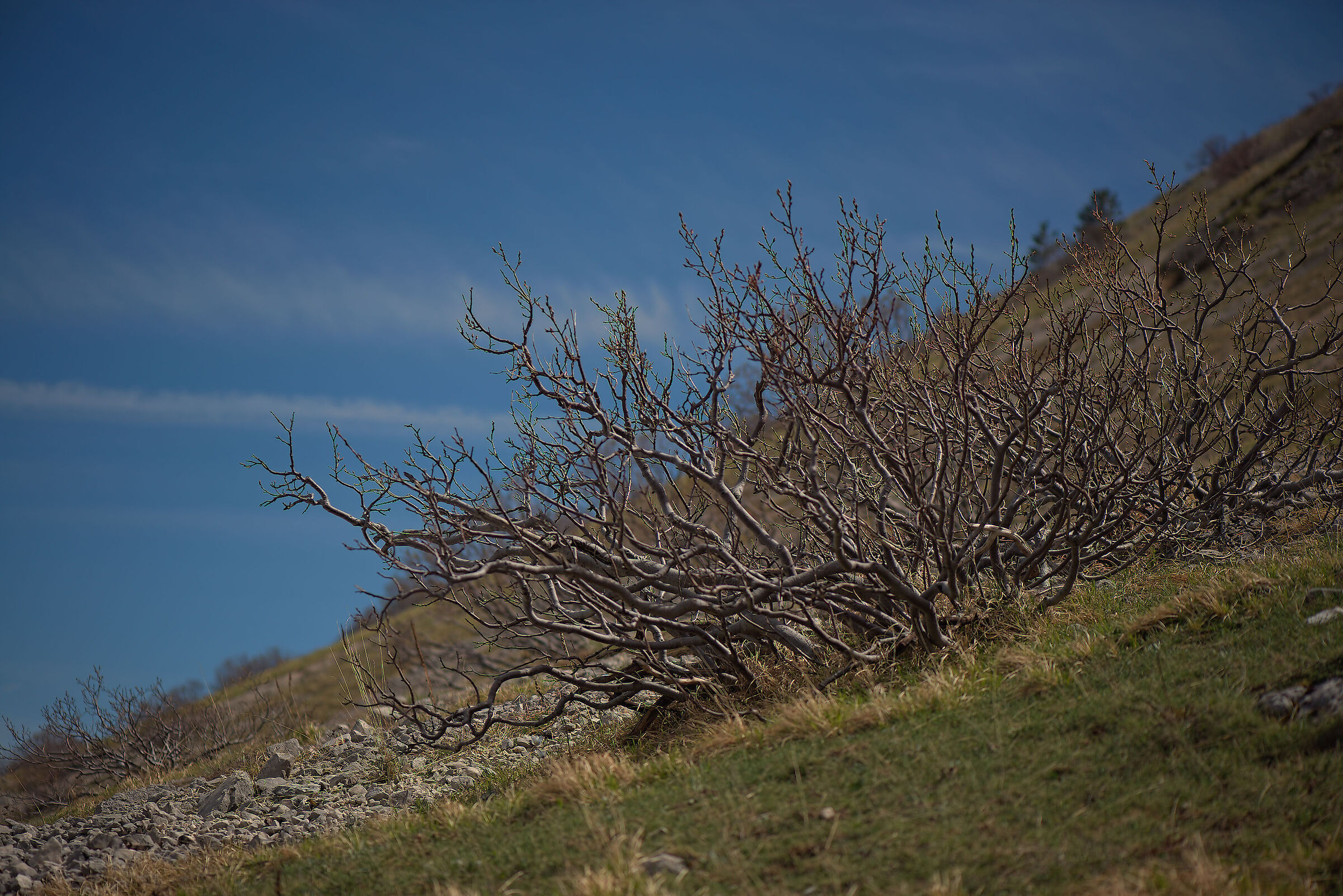 Shrubs in Campo Imperatore