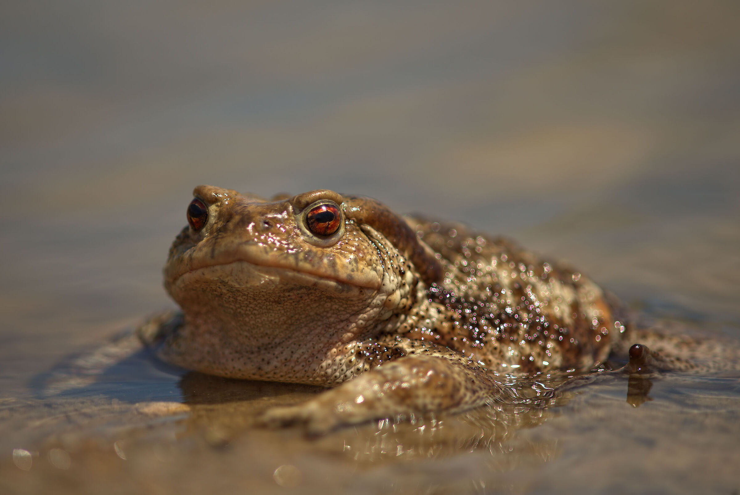 Female common toad in deposition