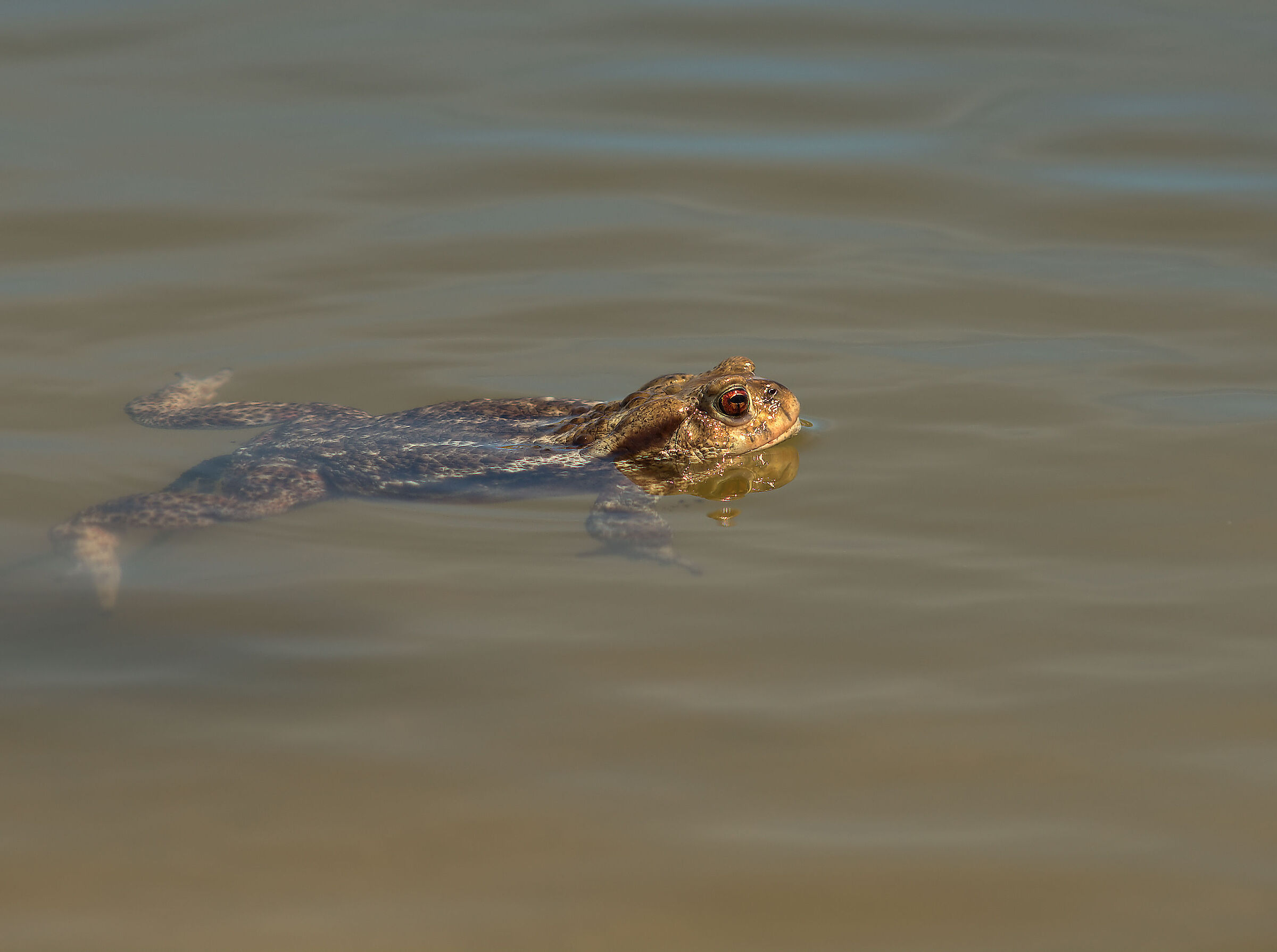 Female common toad in deposition