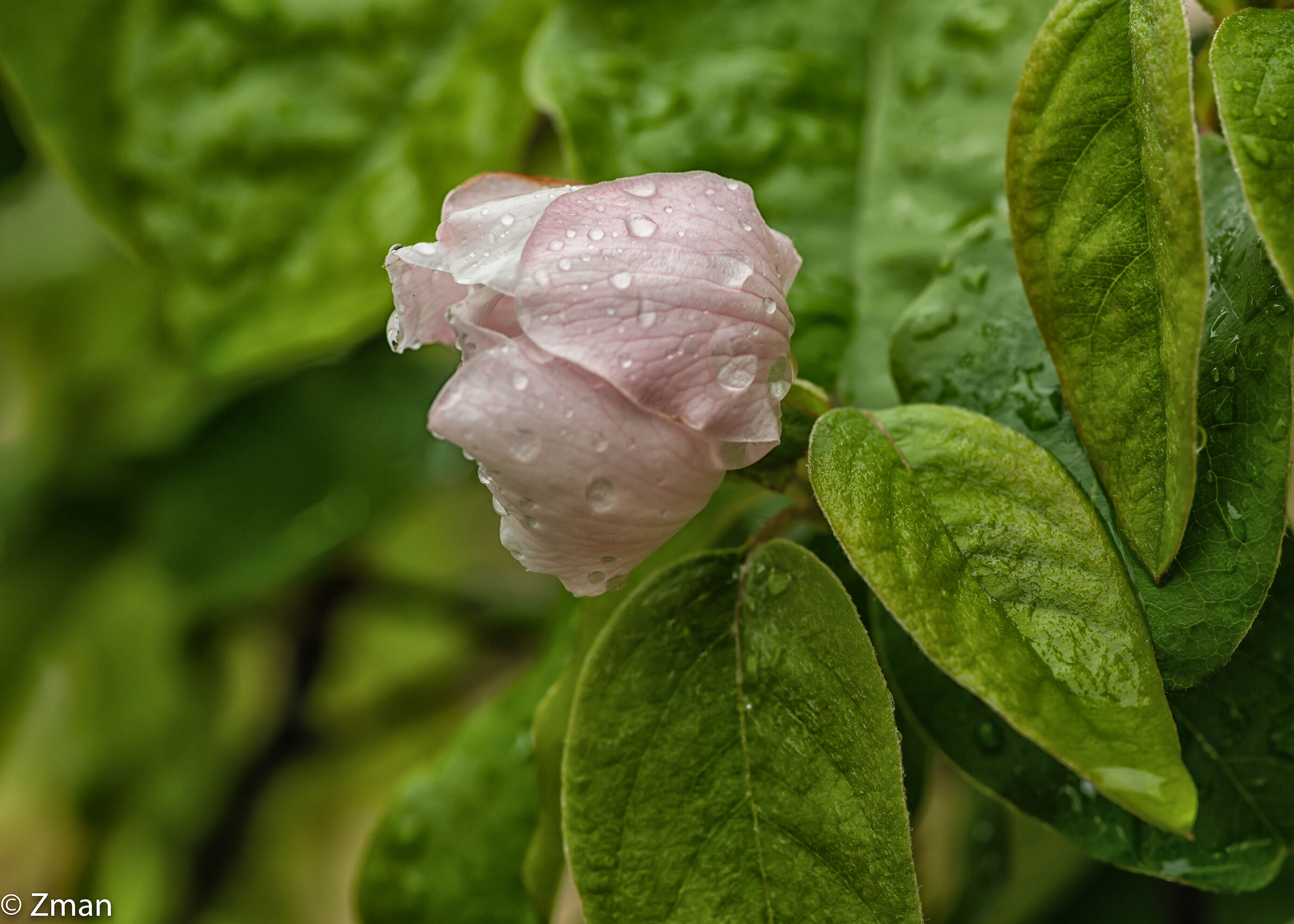 Quince Bloom And Rain Drops