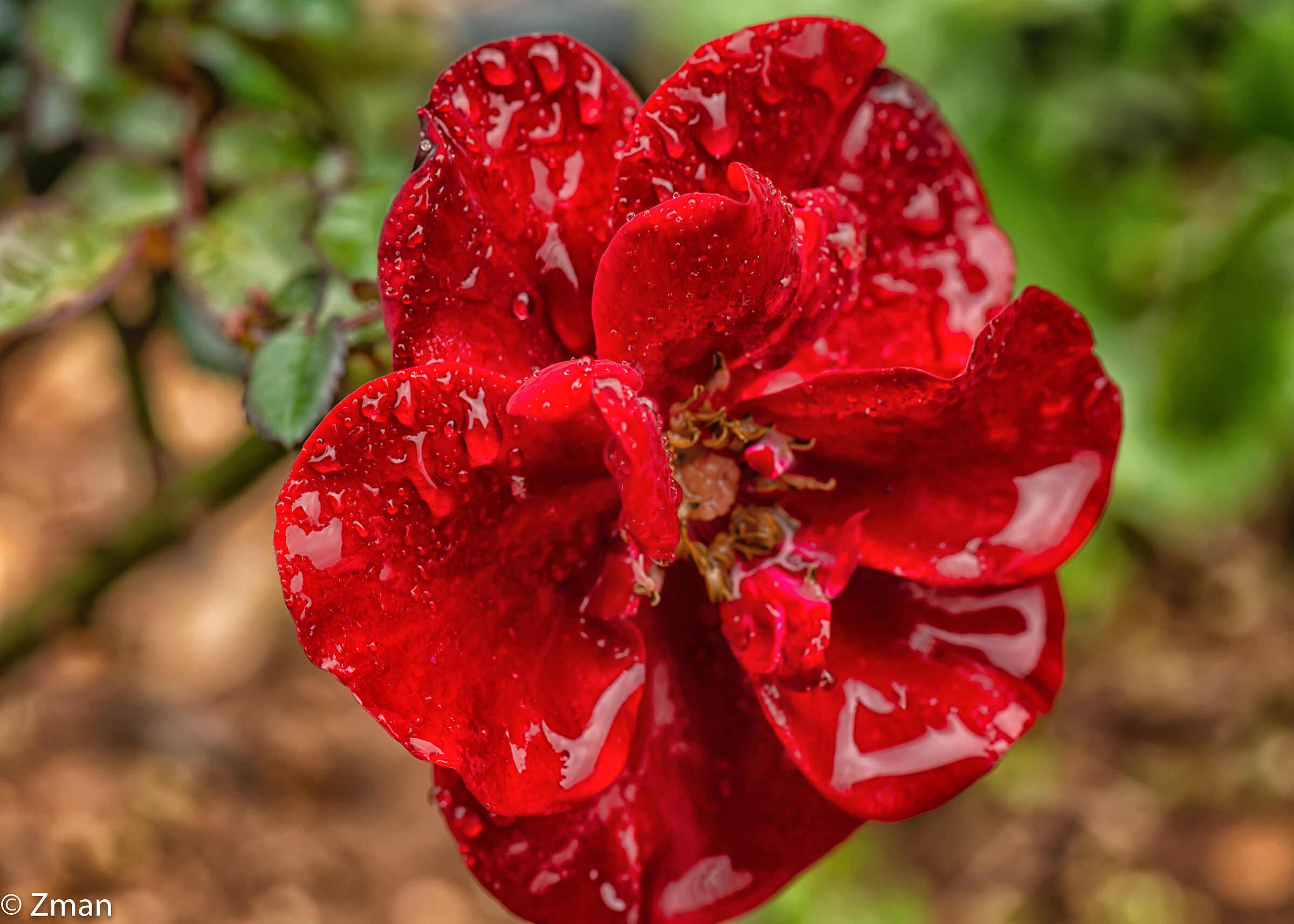 Red Rose and Rain Drops