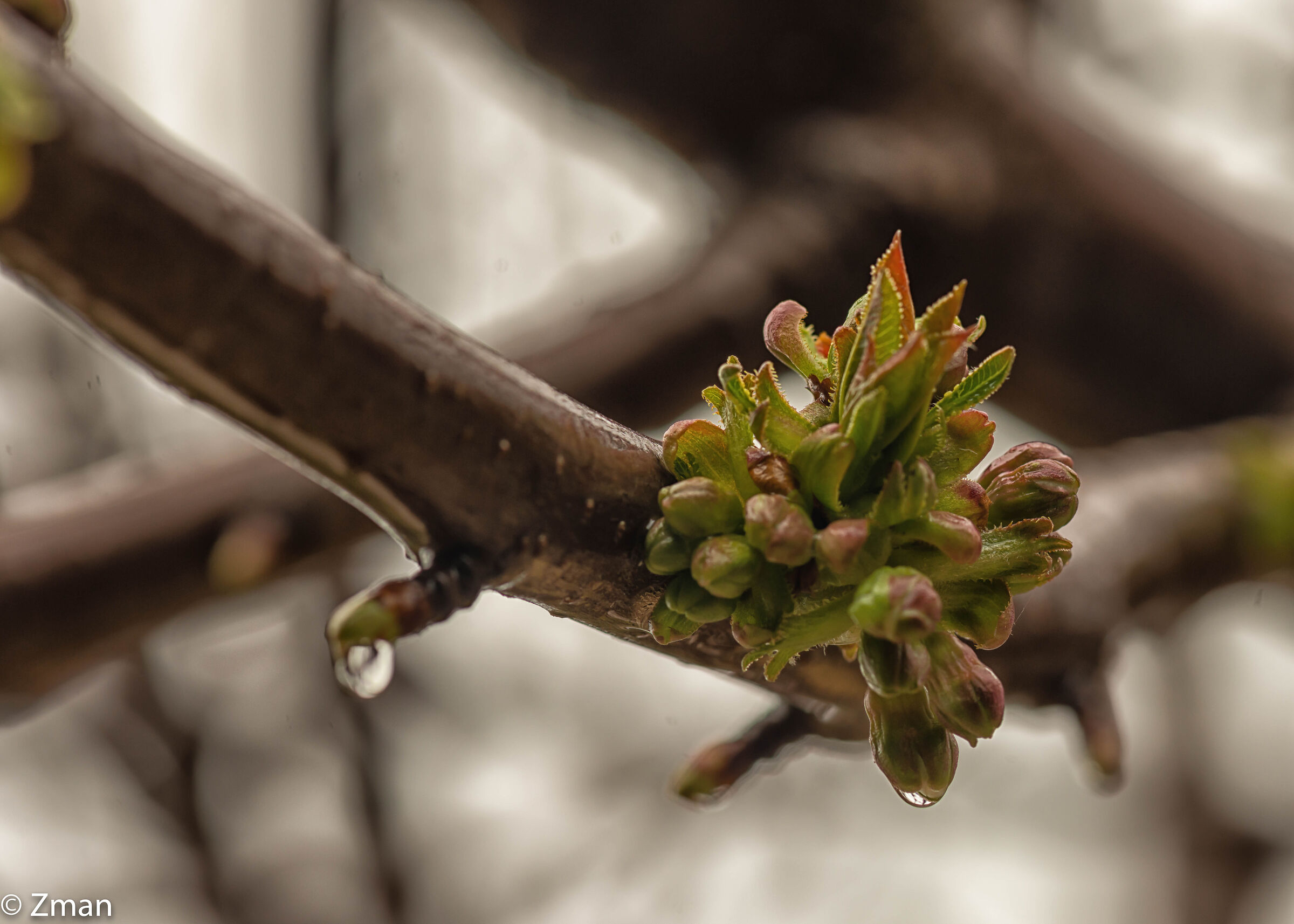 Cherry Bloom and Rain Drops