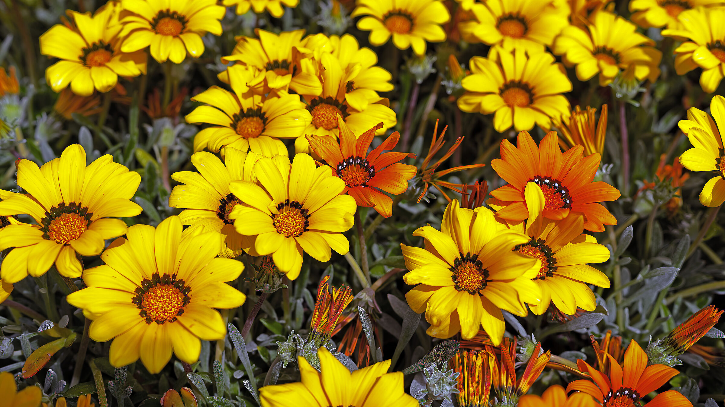 Fiori