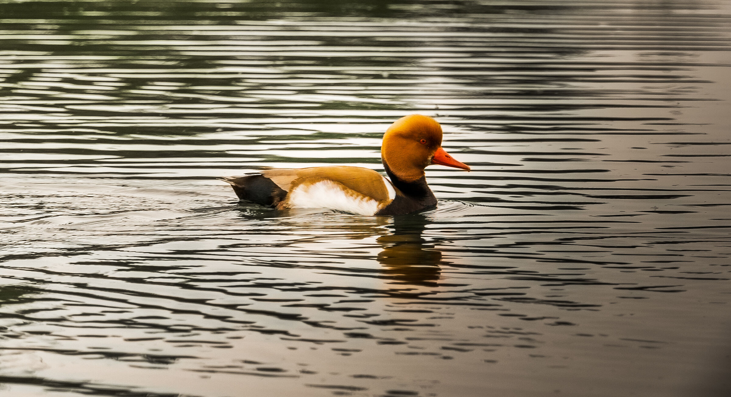 Centro Cicogne Racconigi - Fistione
