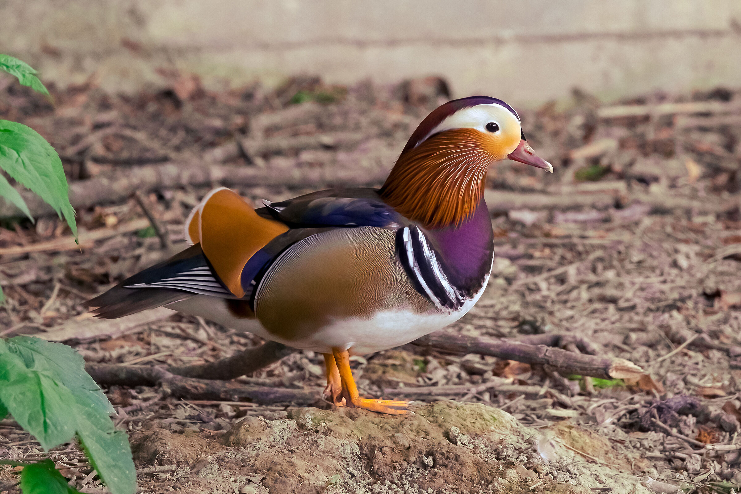 Centro Cicogne Racconigi - Anatra Mandarina #1