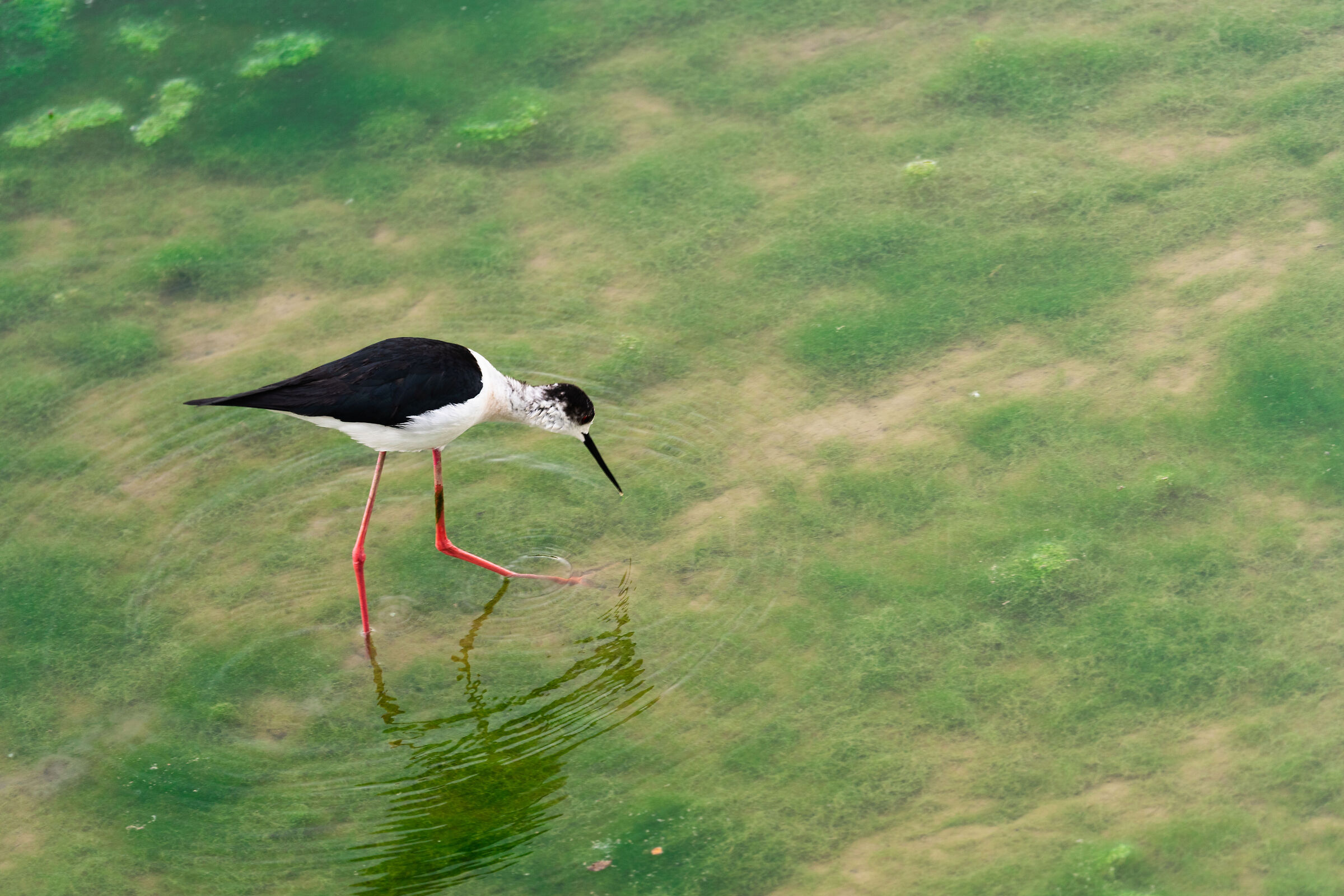 Centro Cicogne Racconigi - Cavaliere d'Italia #3