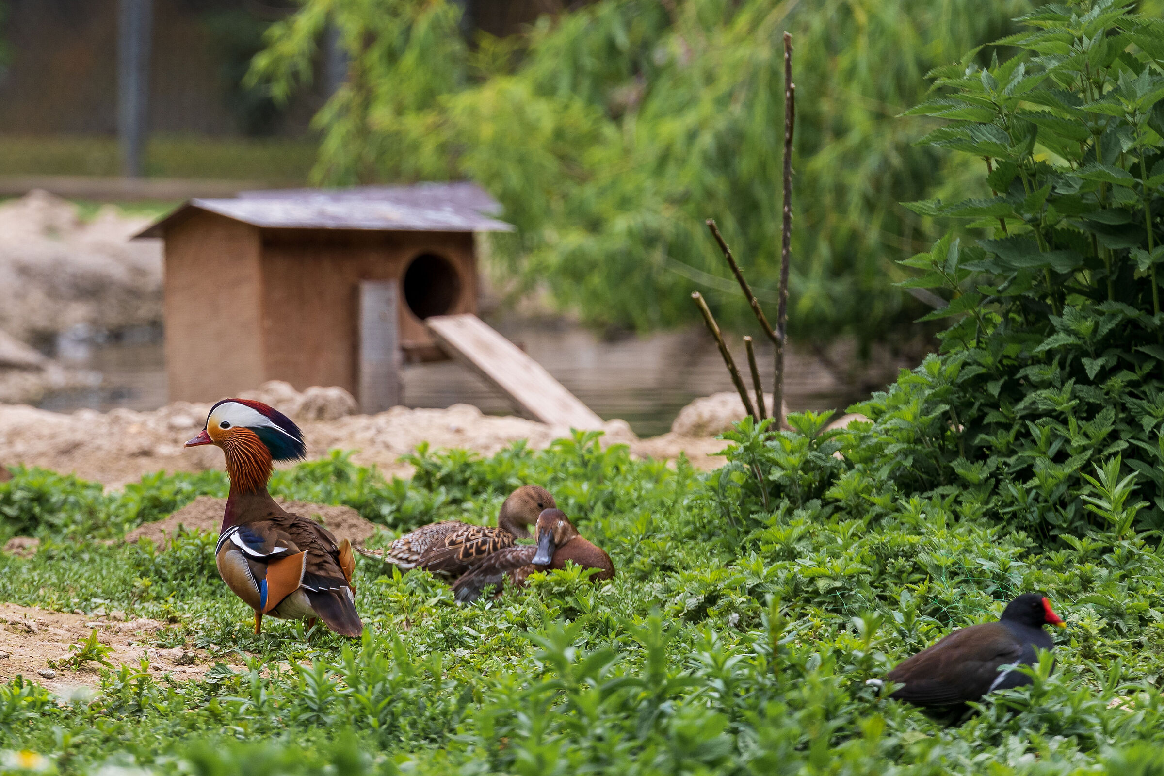 Centro Cicogne Racconigi - Anatra Mandarina #4